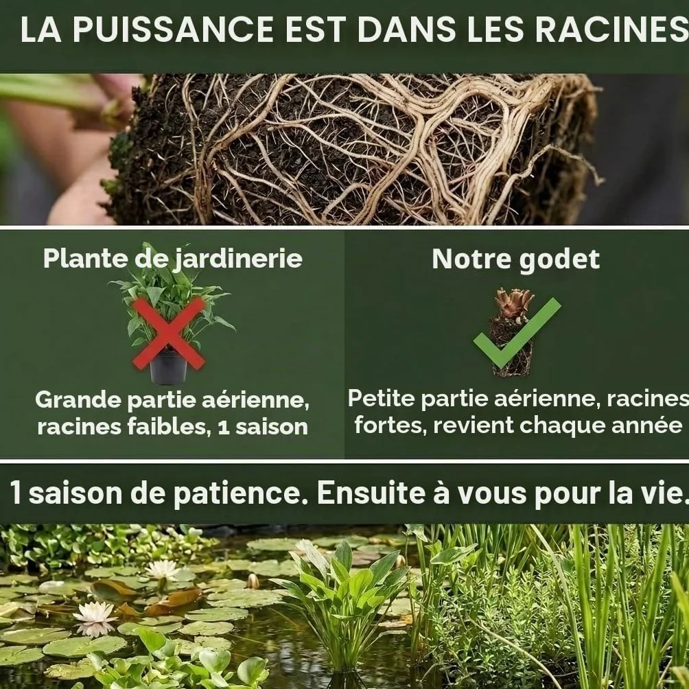 Vdvelde Set Plantes Anti-Moustiques pour Bassin Île Flottante avec 4 Plantes Aquatiques Kit complet