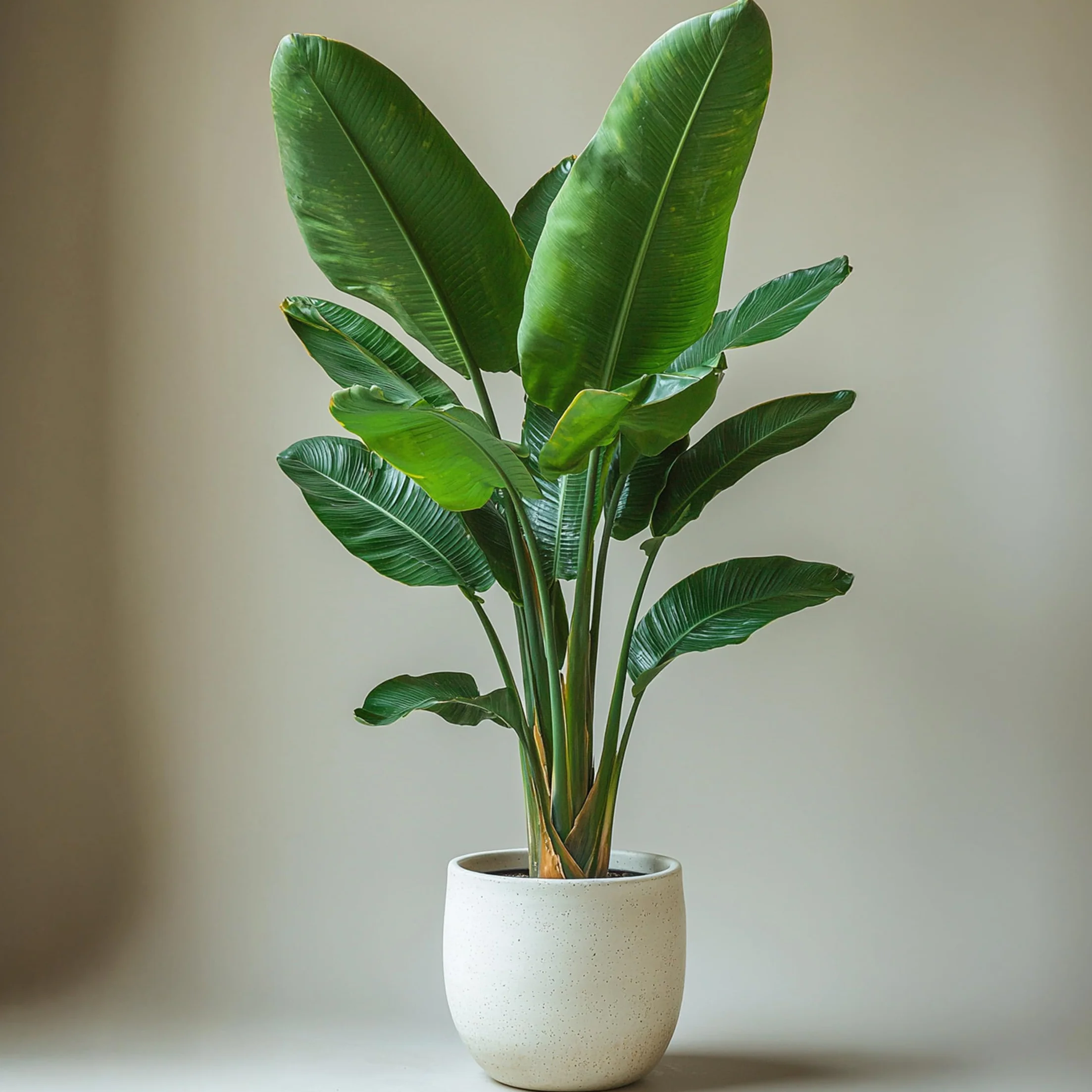 Strelitzia Nicolai XL Plante Verte Intérieur Vivante Pot 21cm Hauteur 90-110cm