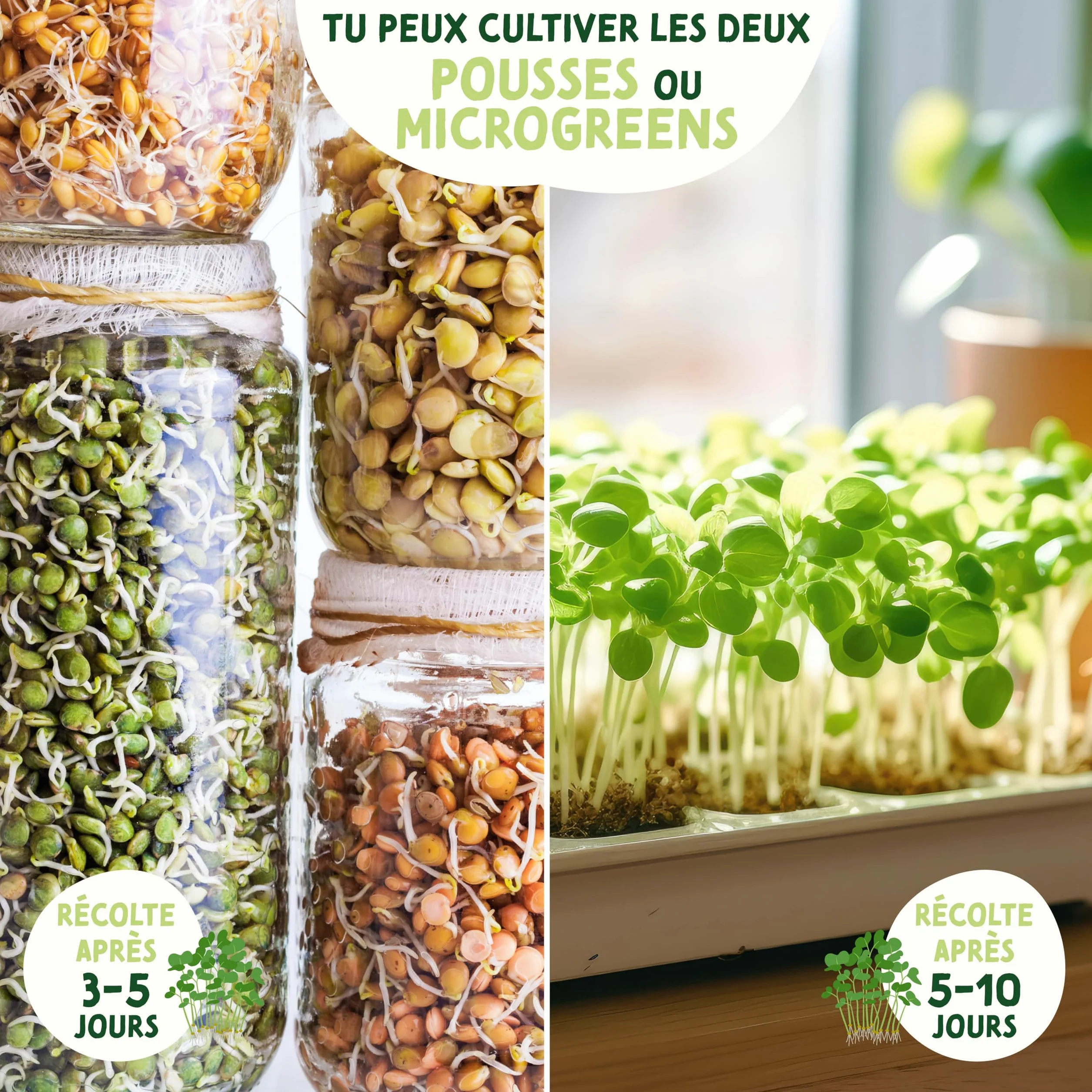 Valeaf Kit de Grains de Microgreens Assortiment de Semences Prêt à Pousser 8 Variétés de Pousses Germées