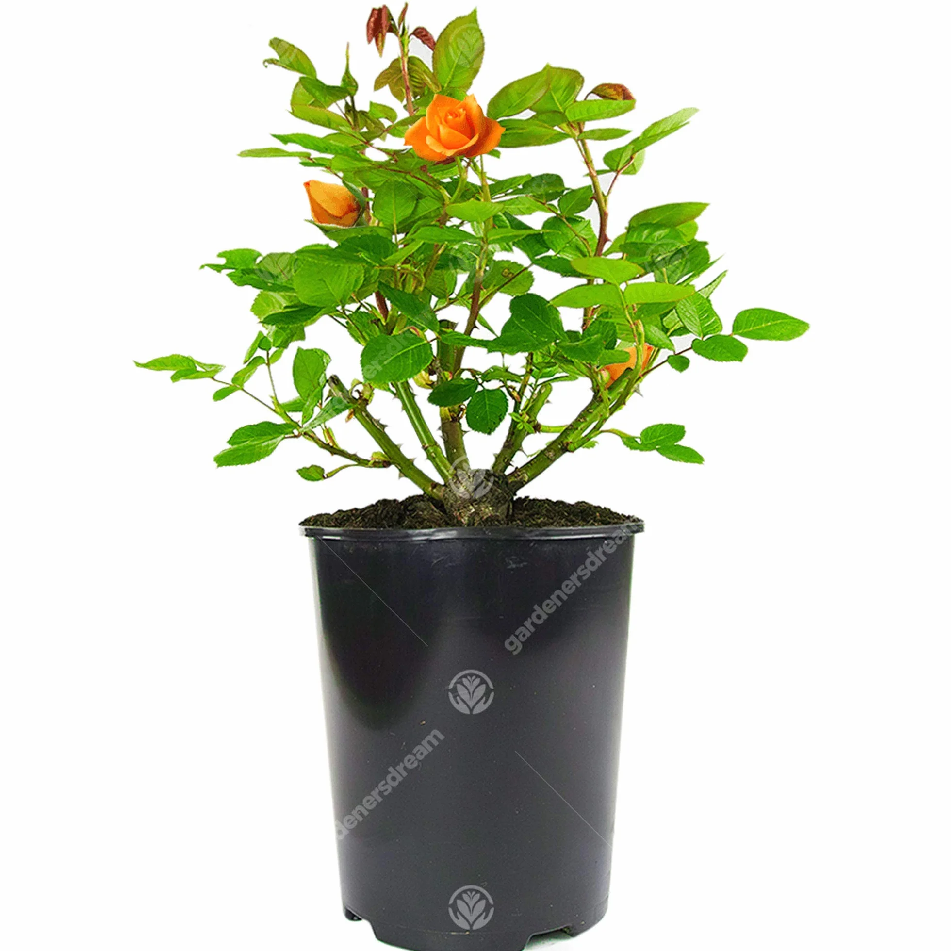 Rosier Orange en pot – Rosiers de jardin haut de gamme avec fleurs colorées en été
