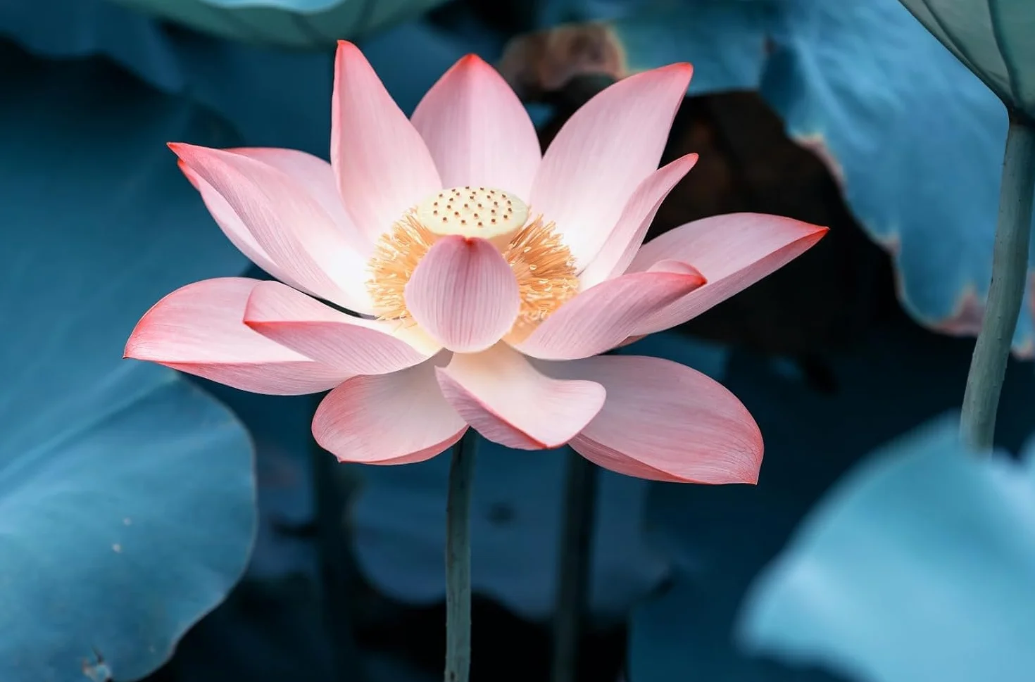 Lotus Lot de 40 pièces pour mini étangs, bols et chambres