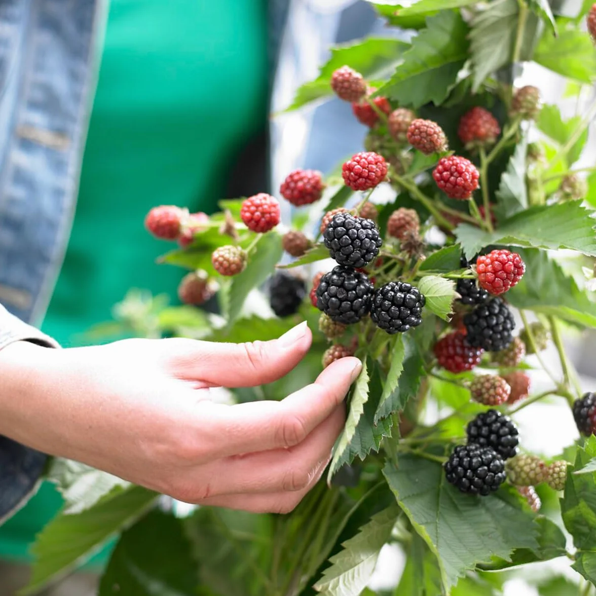 Bloomique Rubus Fruticosus 'Thornfree' Mûrier Plantes fruitières Pot 14 cm Hauteur 60-70cm