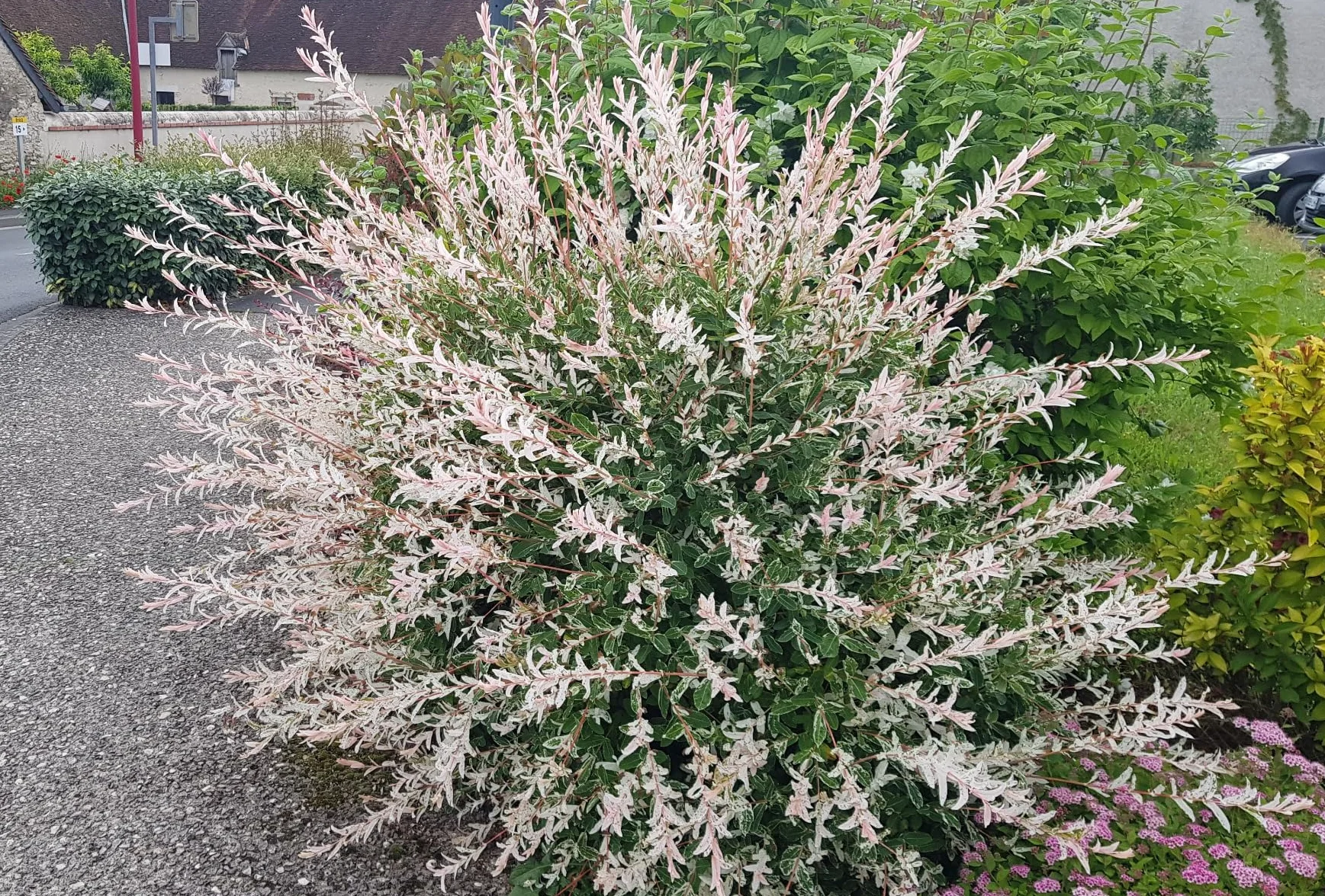 Salix integra 'Hakuro-Nishiki' Saule crevette Conteneur 3-4 litres
