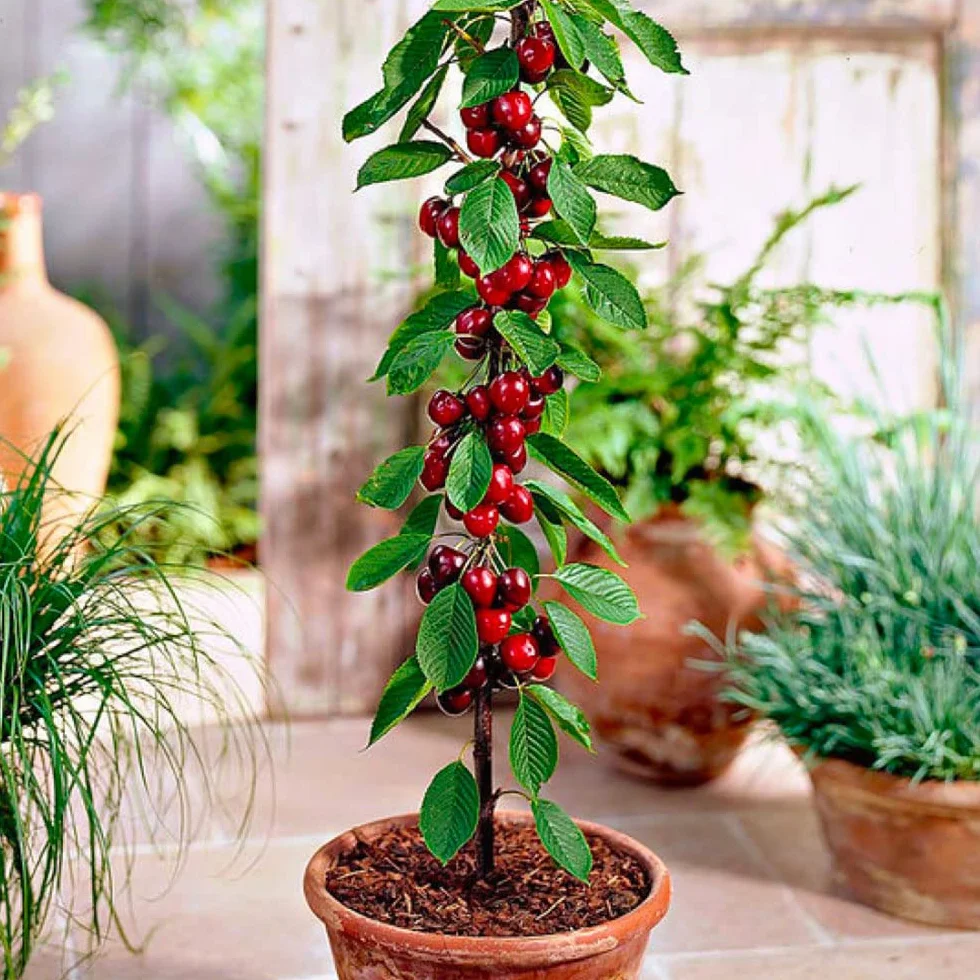 Arbres fruitiers colonnaires lot de 6 80/100 cm hauteur cerisiers pommiers poiriers
