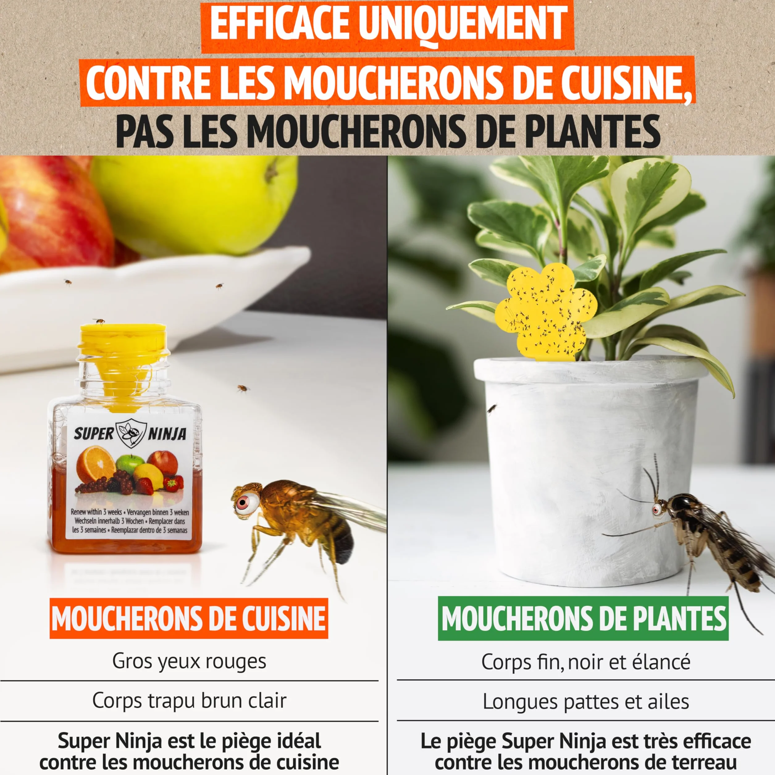 Pièges Anti Moucherons d'Intérieur Cuisine Lot de 4 – 3 Semaines d’Action, Sûr pour Enfants et Animaux