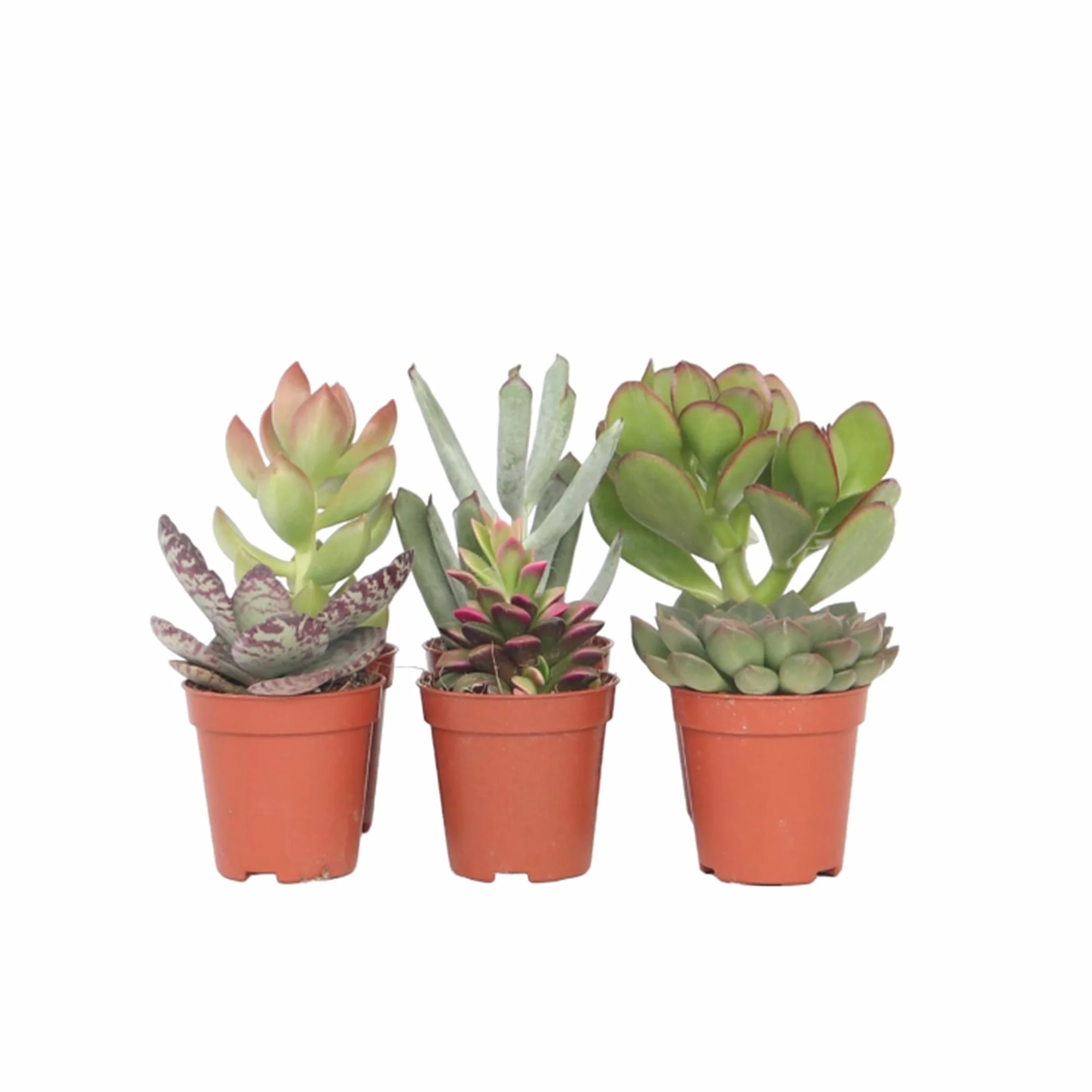 Succulentes Mélange 6 Pièces Plantes Réelles Pot 5.5cm Hauteur 5-10cm