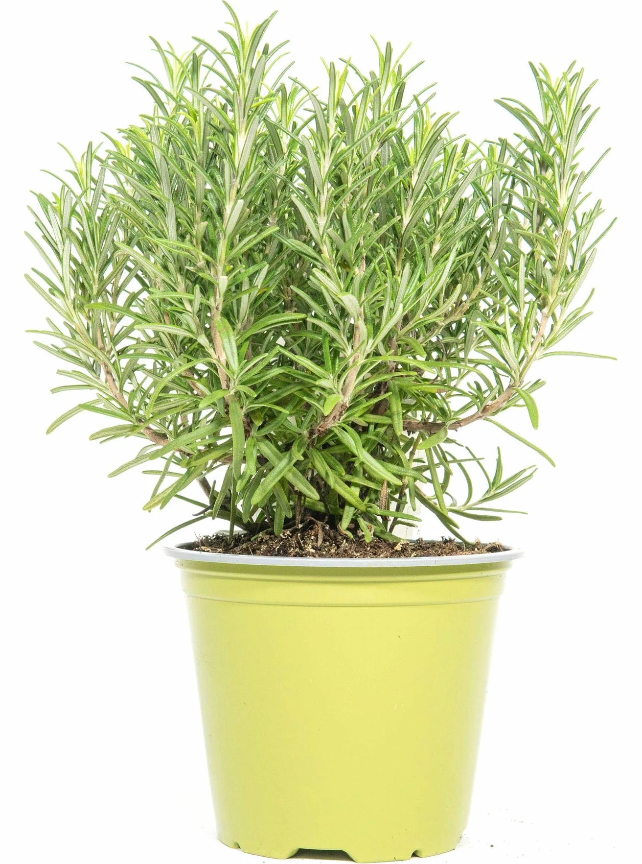 Romarin en pot 14 cm, Rosmarinus officinalis, hauteur 20 cm