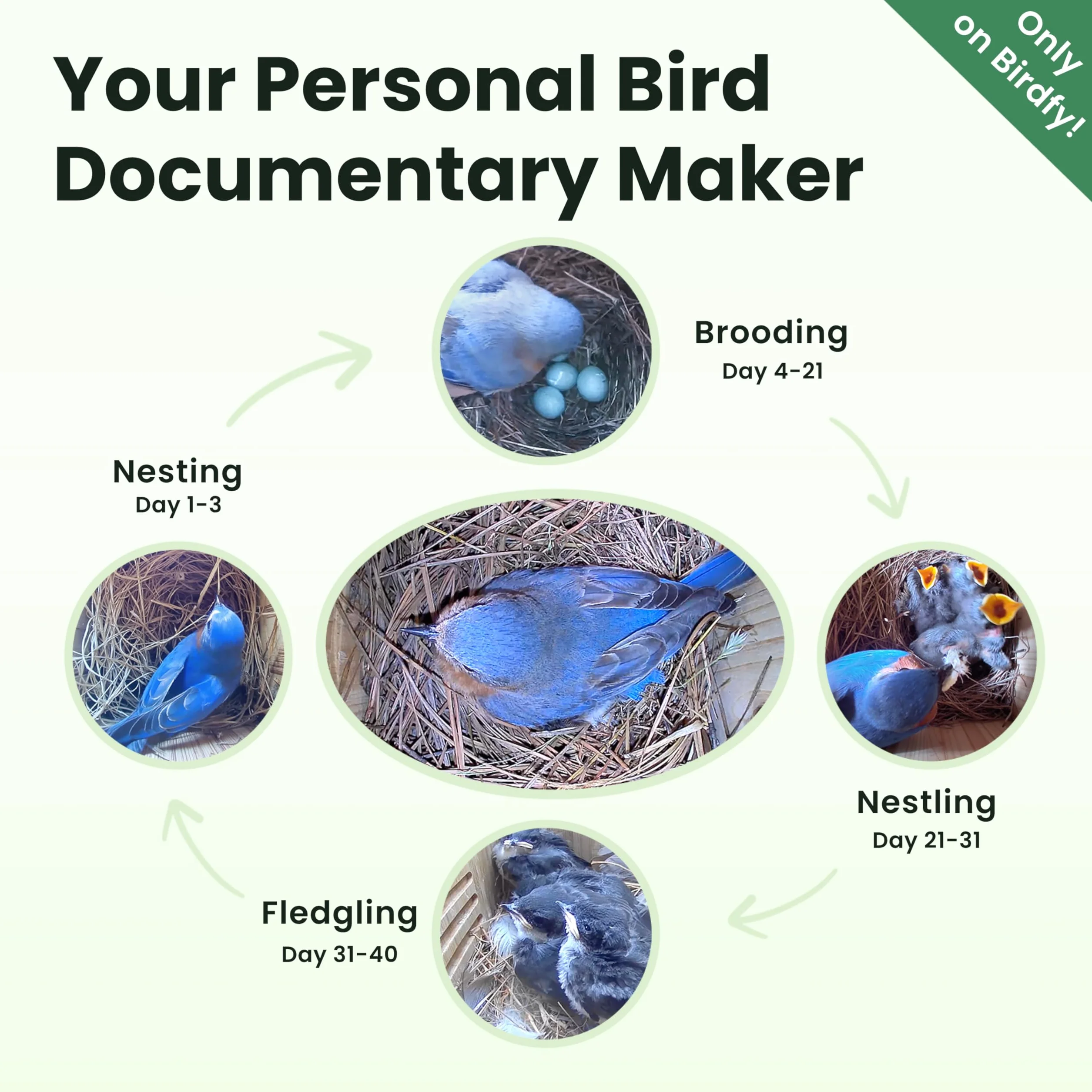 Birdfy Nichoir à oiseaux avec caméra 2 mégapixels, observation en temps réel