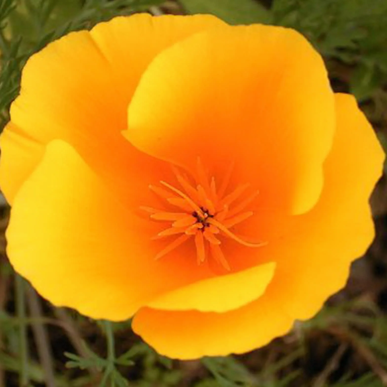 Graines D'Eschscholzia, Graines de Pavot de Californie 100 Pièces, Annuelle Orange Bonsaï Jardin