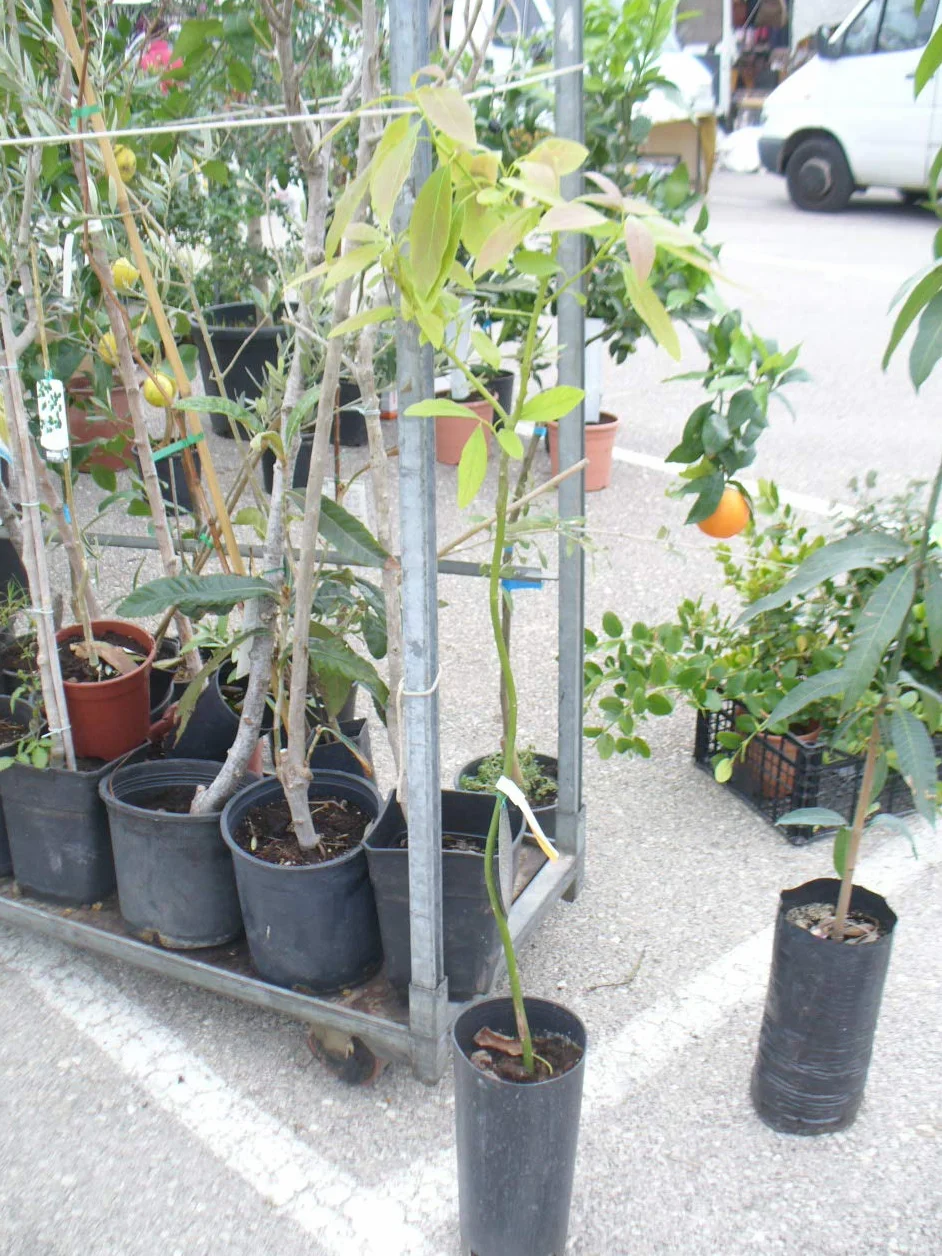 Avocatier greffé 120-140 cm