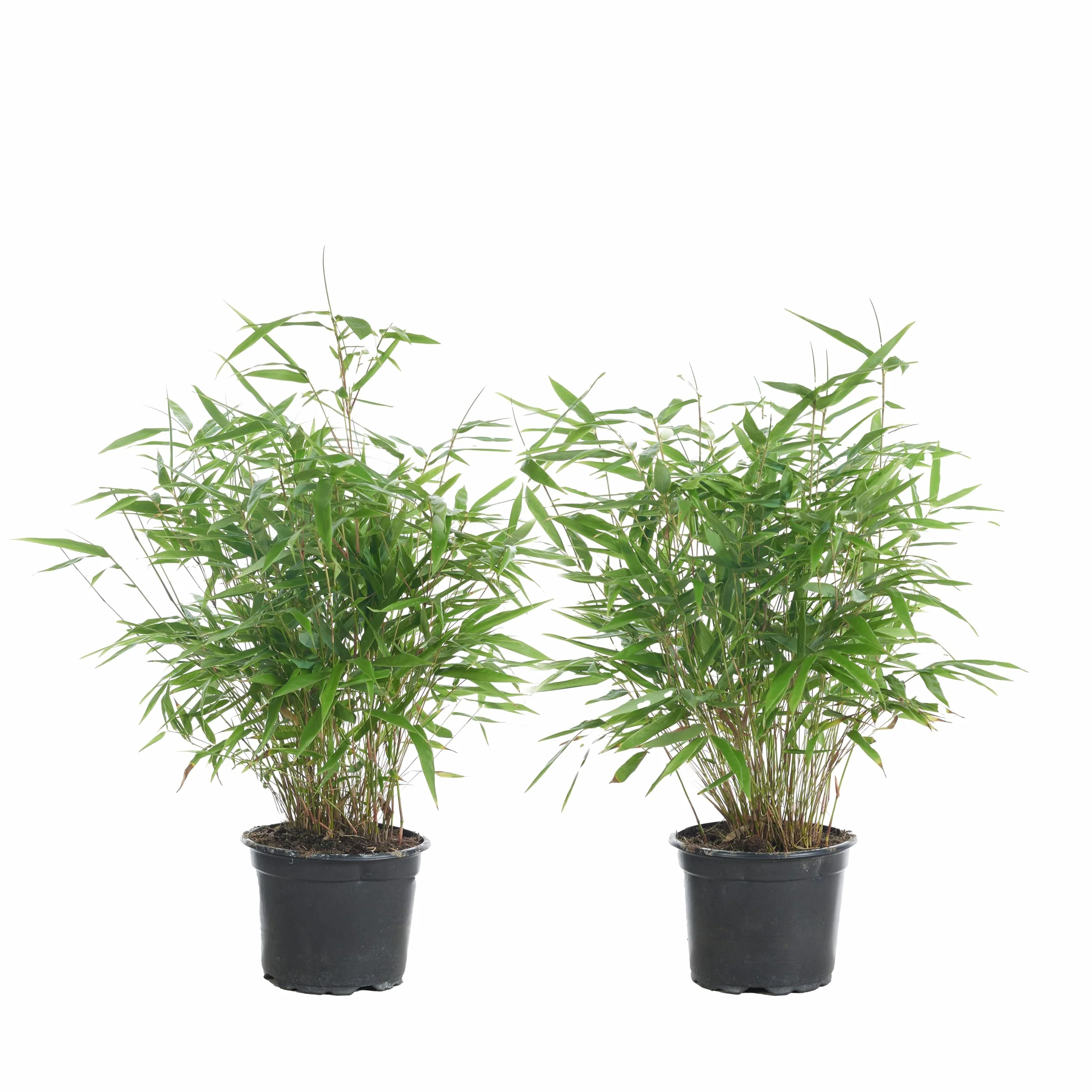 Bloomique Lot de 2 Fargesia Rufa Bambou Non traçant Rustique Persistant Hauteur 40-60 cm Pot 17 cm