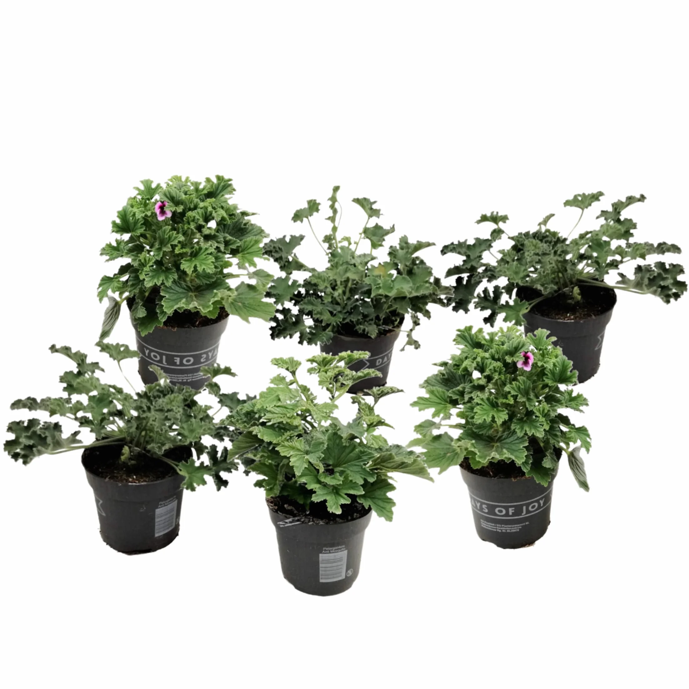 Set de 6 Géranium Pelargonium Orange Fizz, Pink Capitatum, Lizzy - Plante anti-moustique - Pot 10,5cm - Hauteur 15-25cm