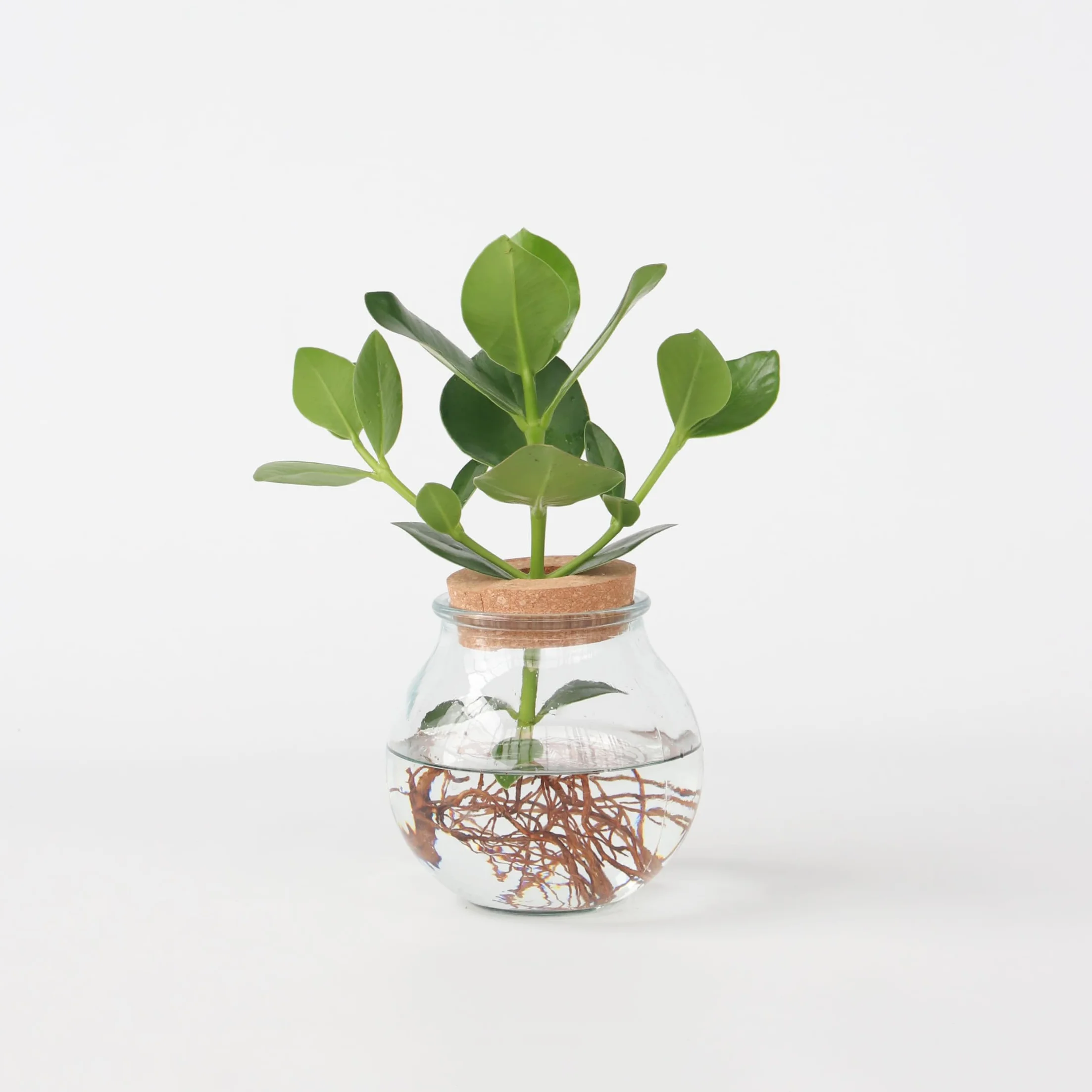 Clusia en verre Hydroponique Plante d'intérieur dans l'eau