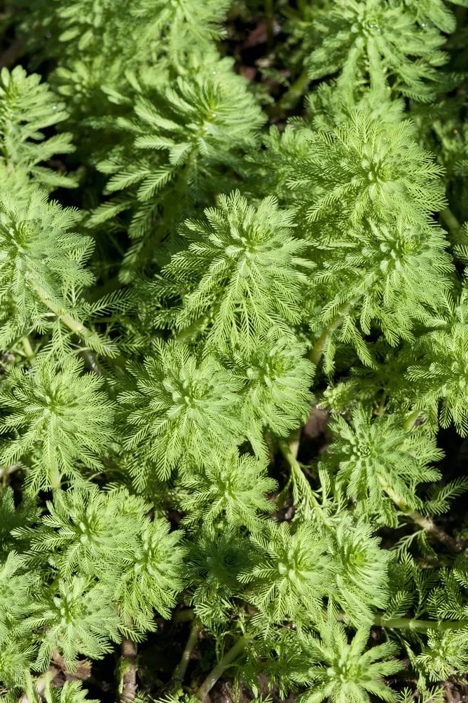 Bloomique Myriophyllum Red Stem Plante de bassin aquatique Rustique Hauteur 10-20 cm Pot 11 cm