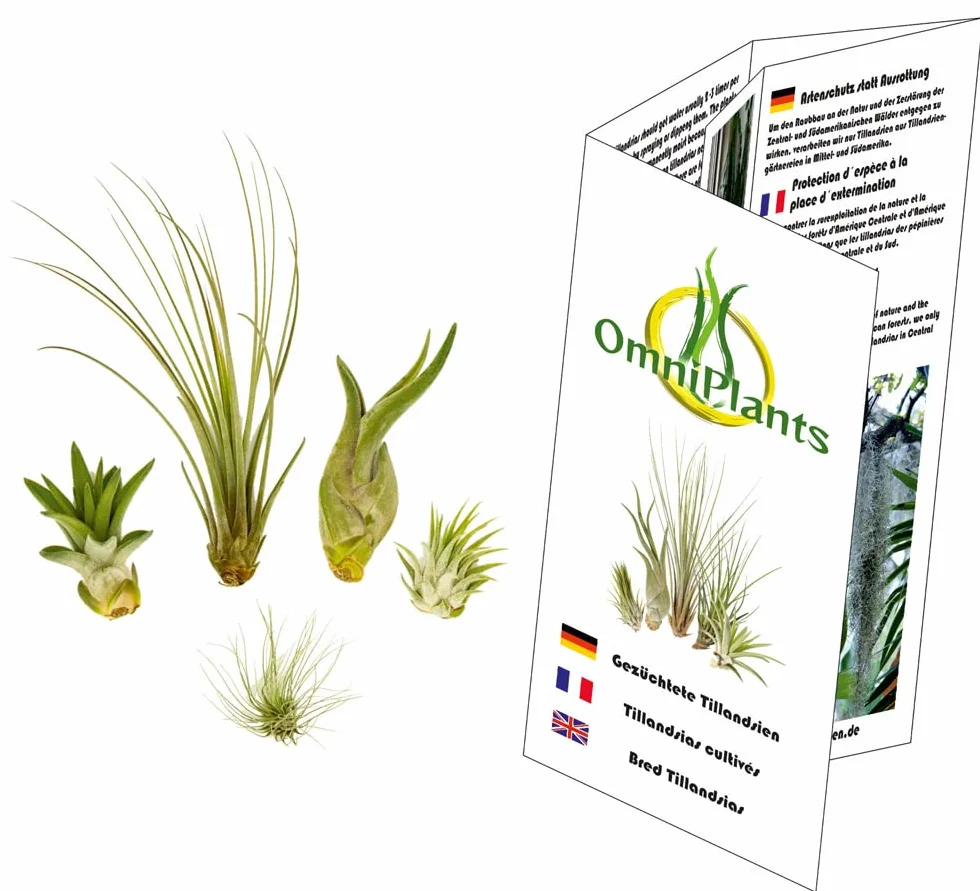 Set de 5 Tillandsia Mini Mix – Plantes Aériennes Air Plants sans Terre, Décoration
