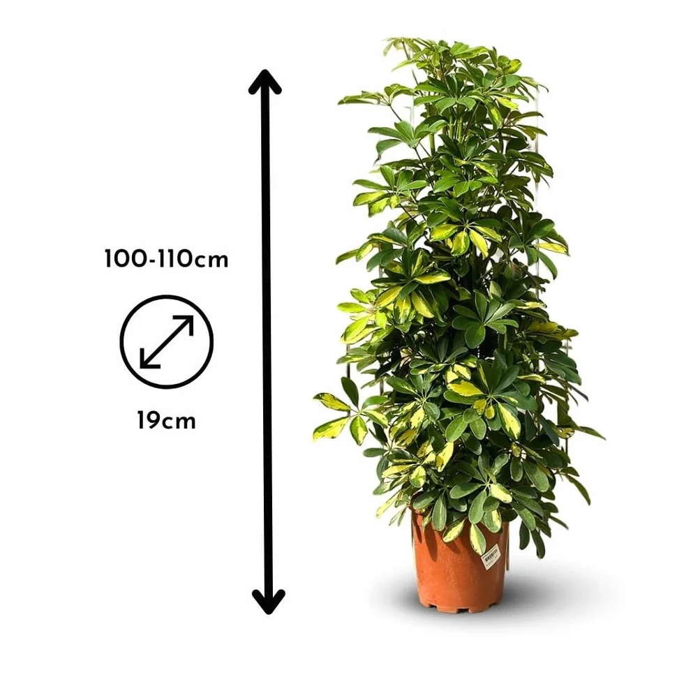 Schefflera gold capella 100-110 cm ⌀ 19 cm plante d'intérieur