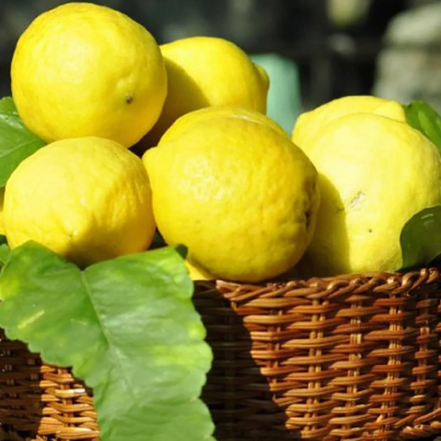 SAVINI VIVAI Citronnier de Sorrente Ovale en Pot 35 cm Hauteur 150-180 cm 6-7 Ans