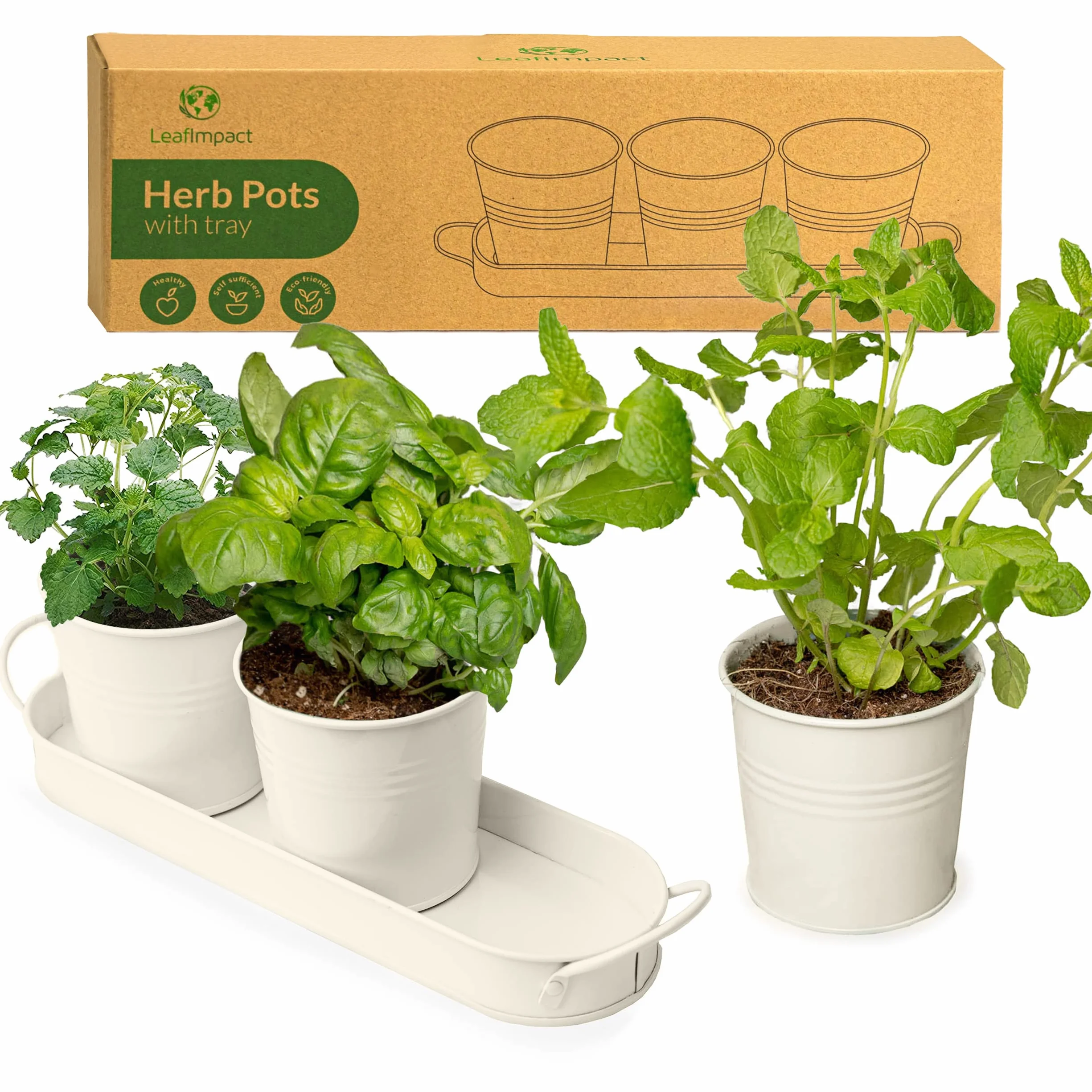 Pots Herbes Plantes d'Intérieur Plateau Kit Plantes Aromatiques Intérieur pour Basilic, Menthe, Persil