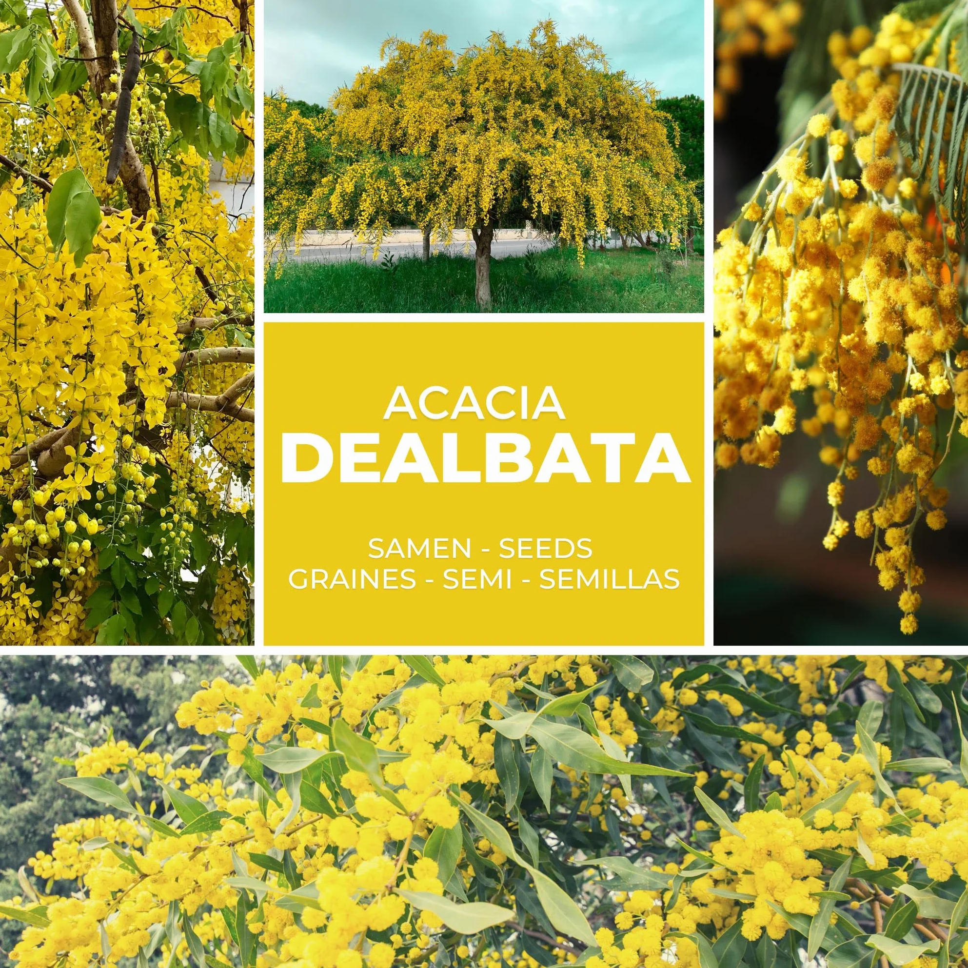 Graines de Mimosa d'Hiver Acacia dealbata – 25 pces – Arbuste Exotique aux Fleurs Jaunes