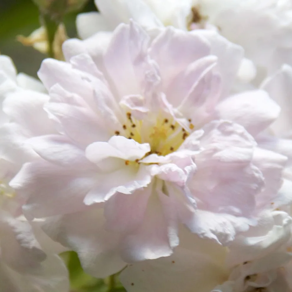 Rosier 'Paul's Himalayan Musk' pot 25-30 cm - Rosier rampant pour jardin