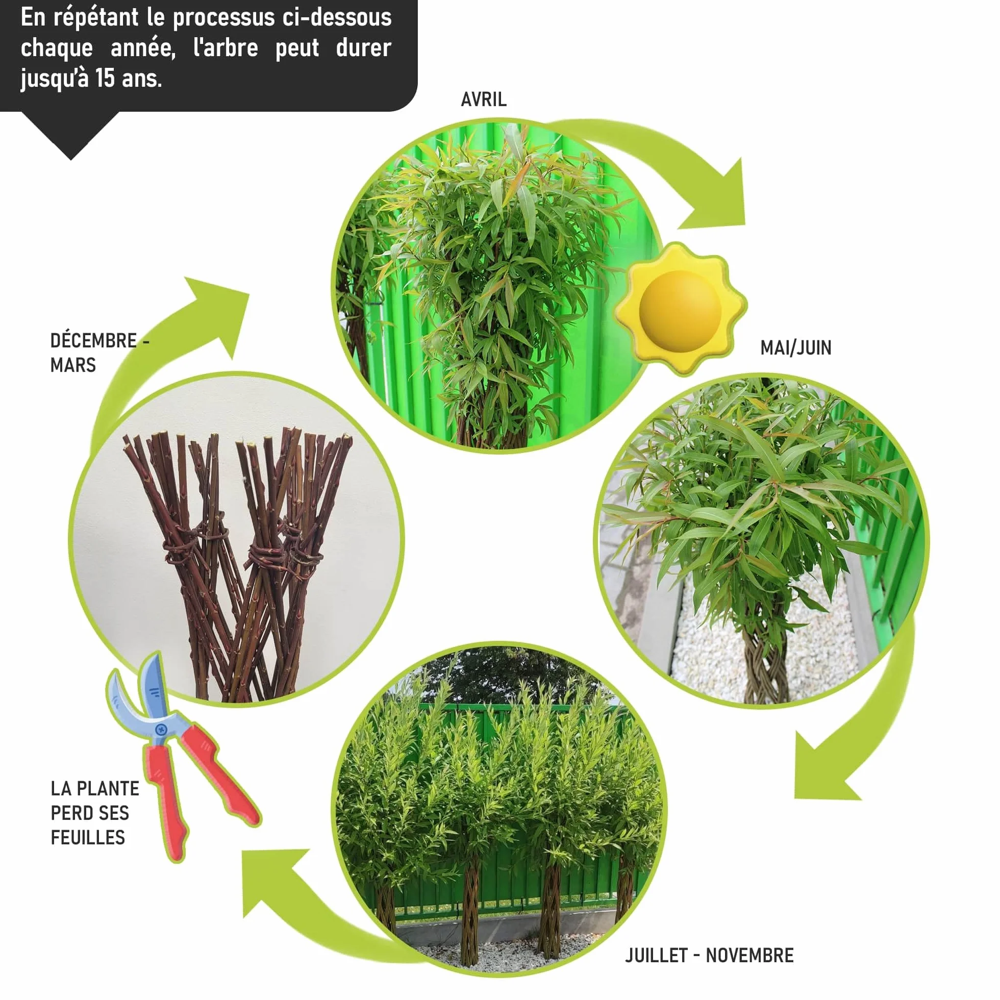 Saule tressé Arbre osier 150 cm - Résistant à l'hiver, Facile d'entretien, Plante décorative pour jardin, balcon, terrasse