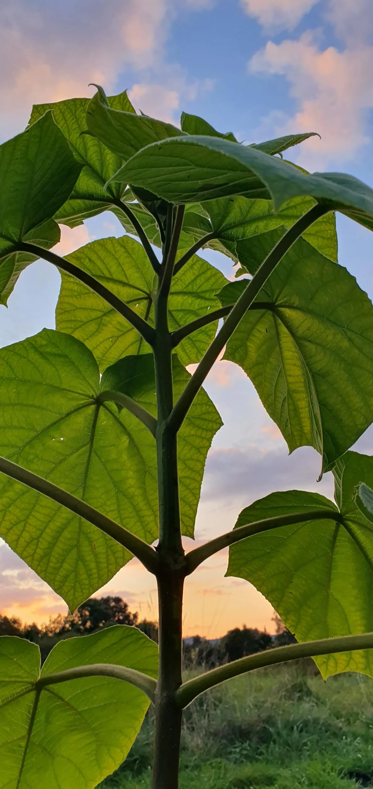 Paulownia Turbo Pro Arbre Impératrice à croissance rapide rustique ombre