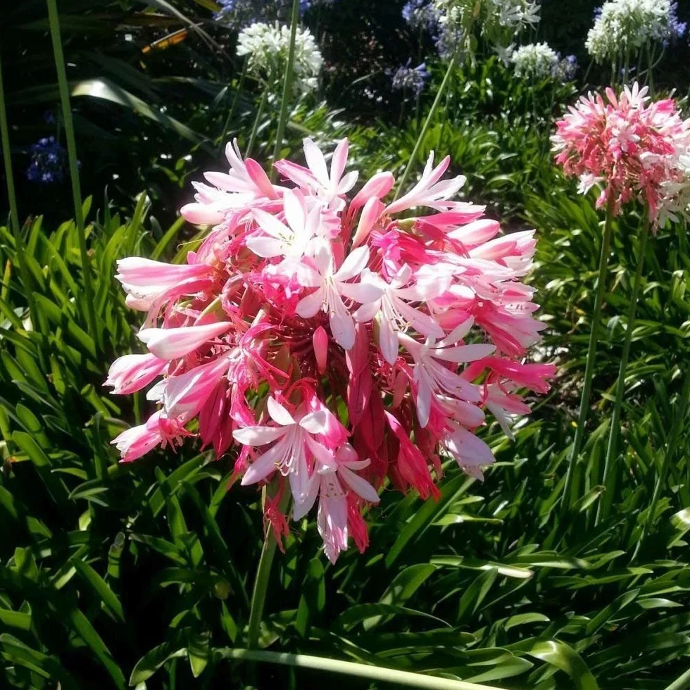 Semi AGAPANTHUS Giglio Rosa