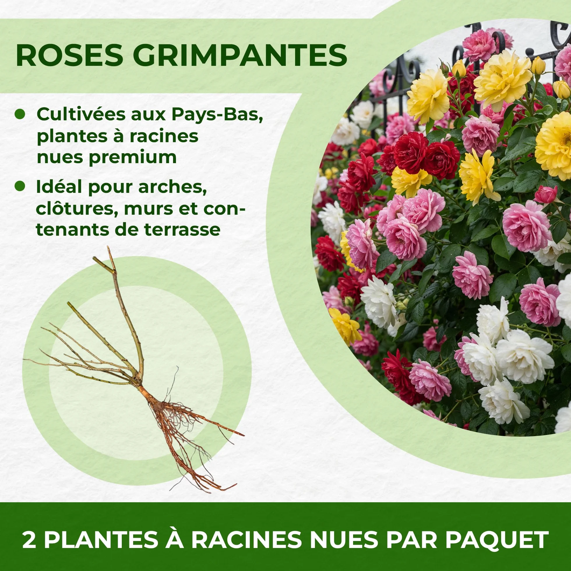 Rose Collection 3 Plantes Fleurs à Planter Exterieur Parfumées Vivaces Résistantes Plantes de Hollande Mélange Coloré