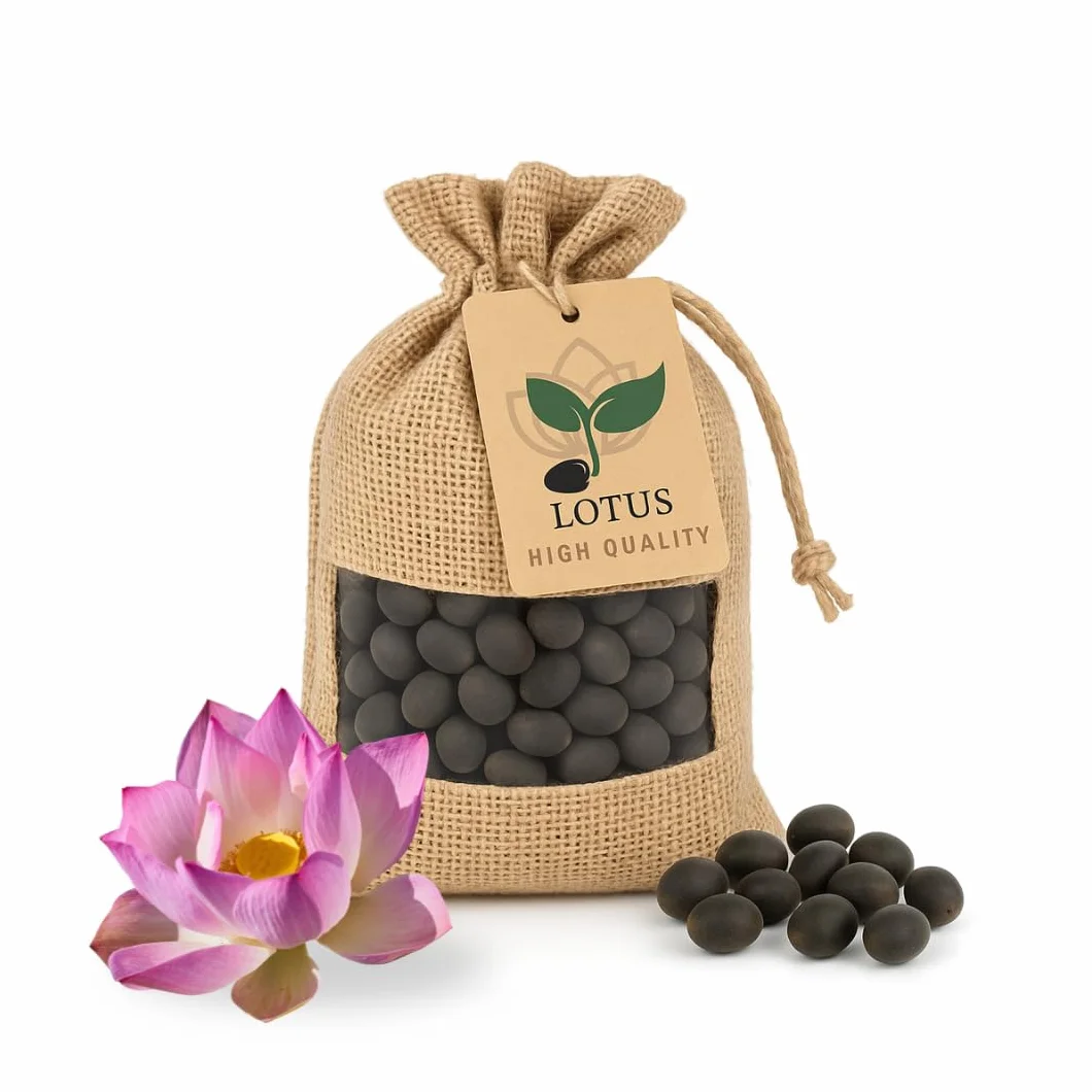 Nelumbo Nucifera Lotus Seeds – 30 graines de lotus premium, Résistant à l’hiver, Pour bassins et jardin