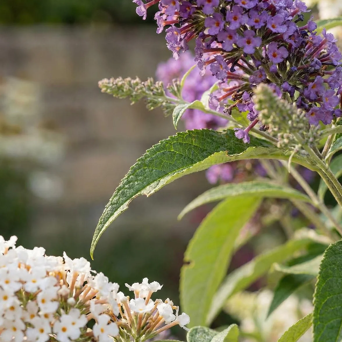 Bloomique Buddleja Davidii Tricolor Lot de 2 Arbre aux papillons Plante de Jardin Rustique Hauteur 30-40 cm Pot 17 cm