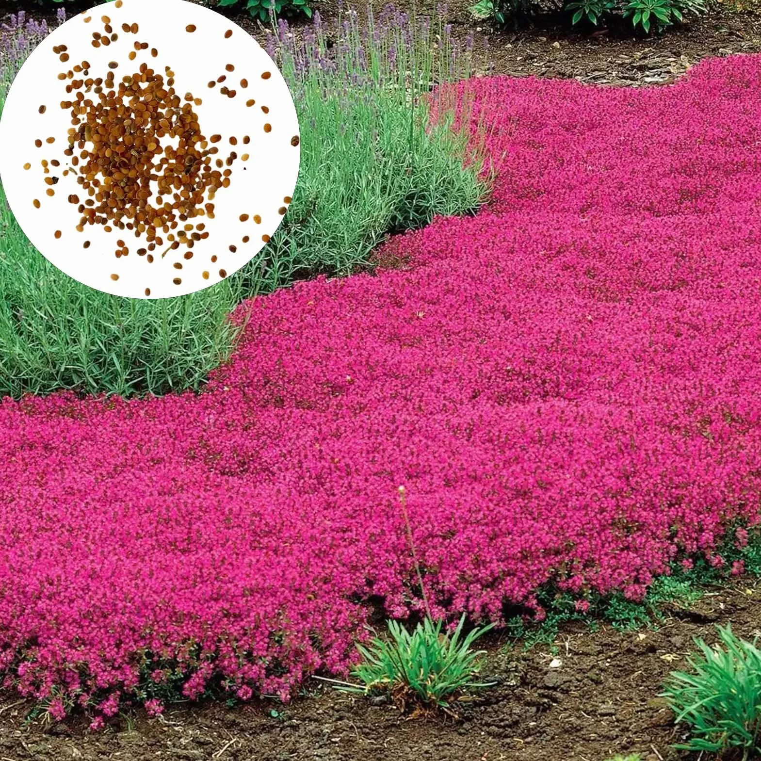 Graines de thym rampantes multicolores 200 pièces outil de jardinage