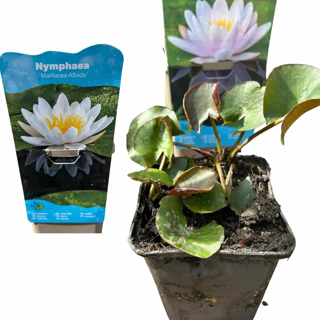 Nymphaea Plante de bassin résistante à l'hiver blanc pour étangs de jardin