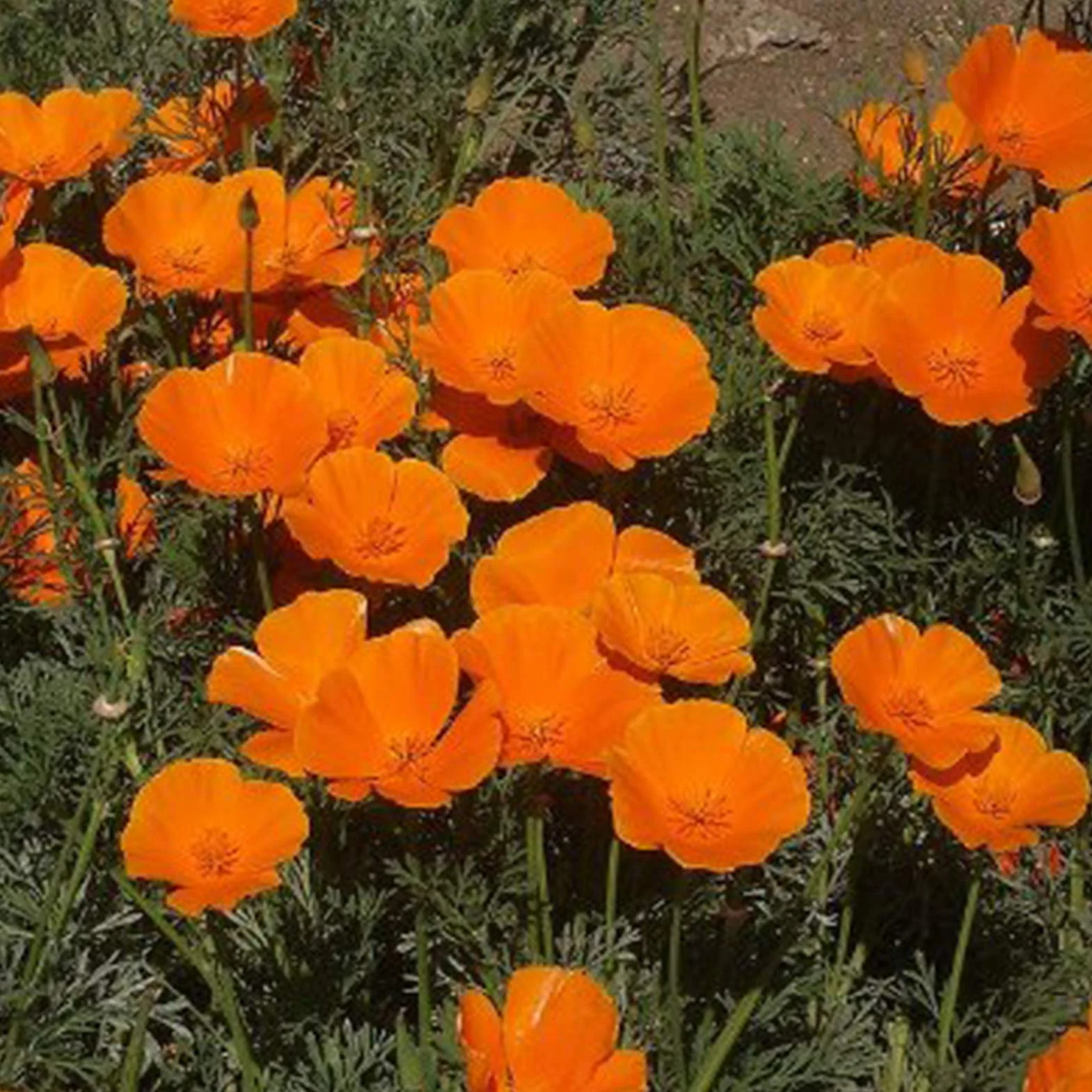 Graines D'Eschscholzia, Graines de Pavot de Californie 100 Pièces, Annuelle Orange Bonsaï Jardin