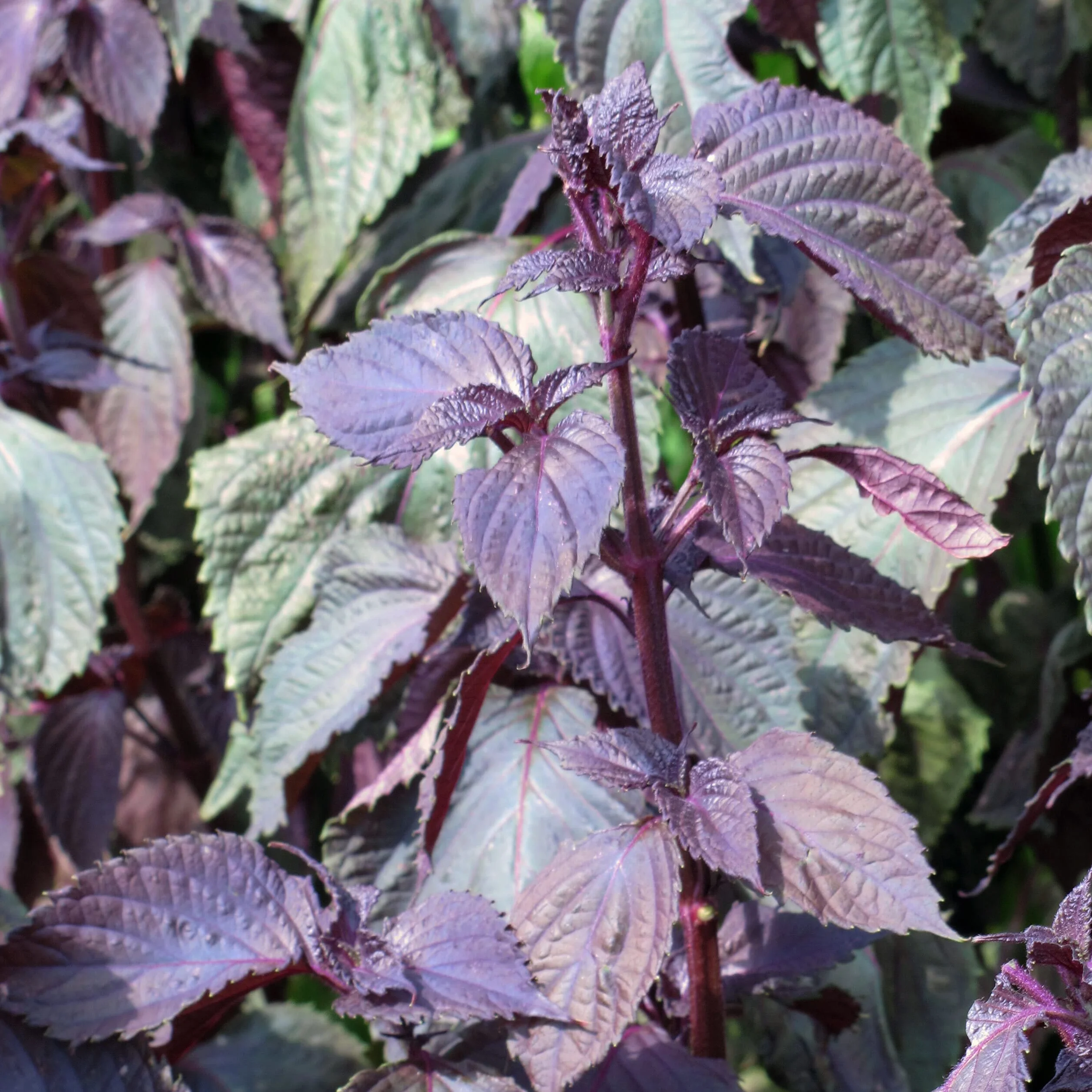 Shiso rouge Perilla frutescens 200 semences