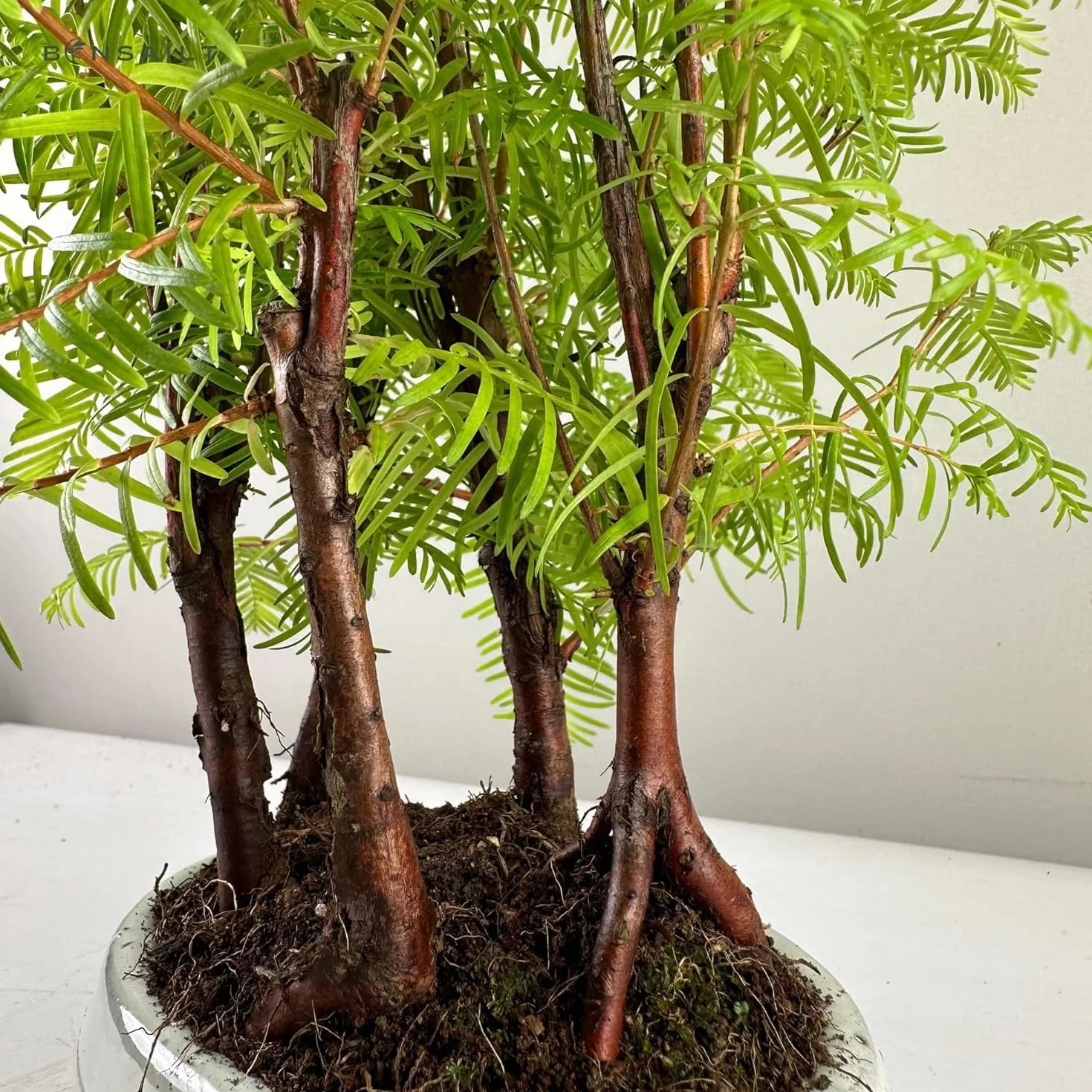 Bonsaï Metasequoia Arbre avec pot en céramique Forêt Plein Air (P16)