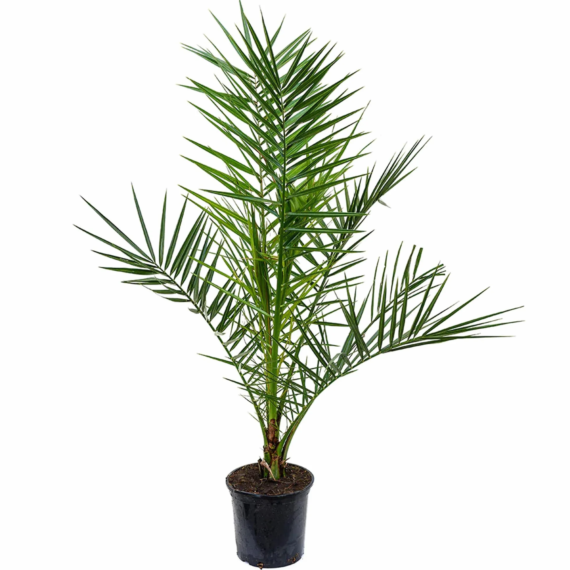 Palmier dattier des Canaries Phoenix Canariensis Pot 19 cm Plante exotique d'extérieur