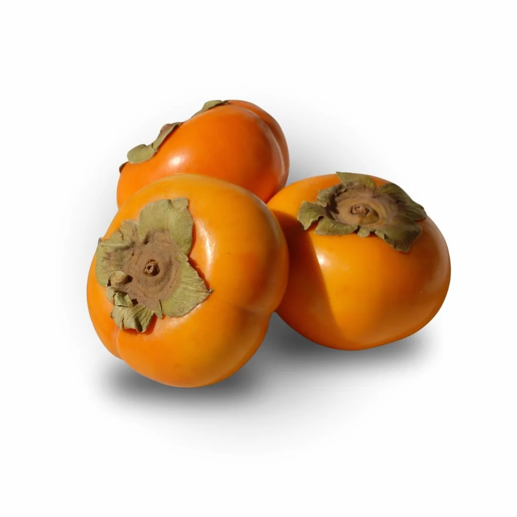 Jiro Kaki Pommier fruitière ancienne en pot 20 cm hauteur 100-140 cm
