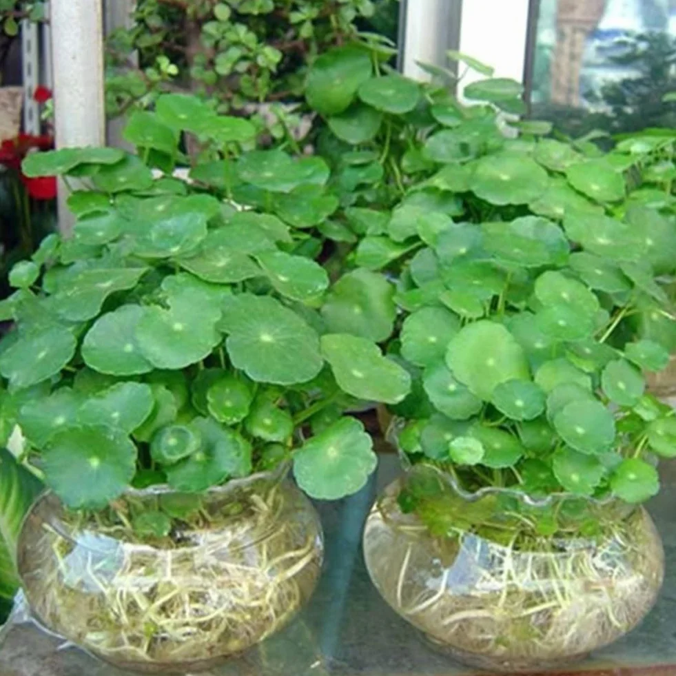 Dichondra Pistia graines, 50pcs graines de réservoir d'aquarium piscine étang jardin