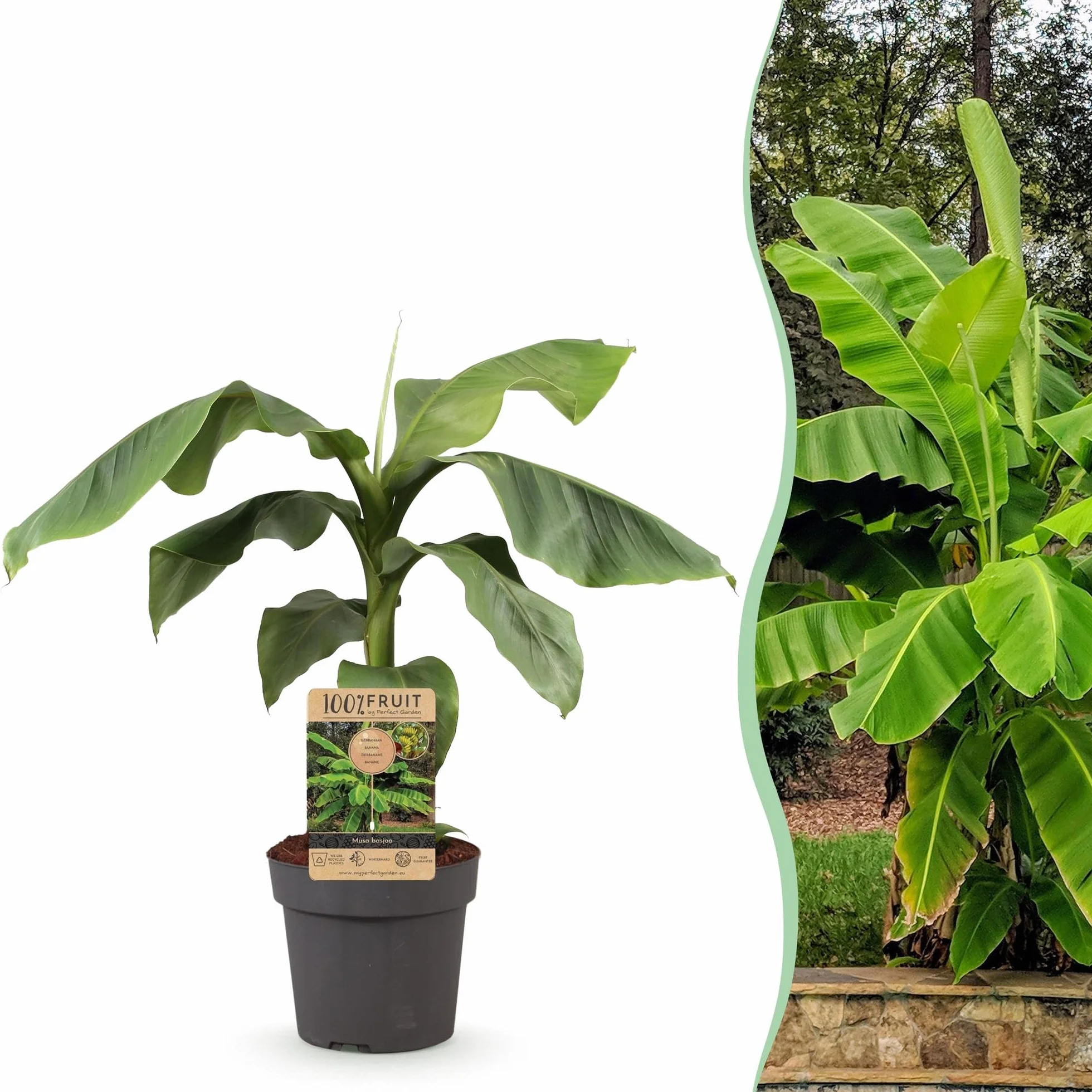 Musa Basjoo Banane Fibreuse Japonaise Plante Fruit Résistante au Froid Pot 21cm Hauteur 70-90cm