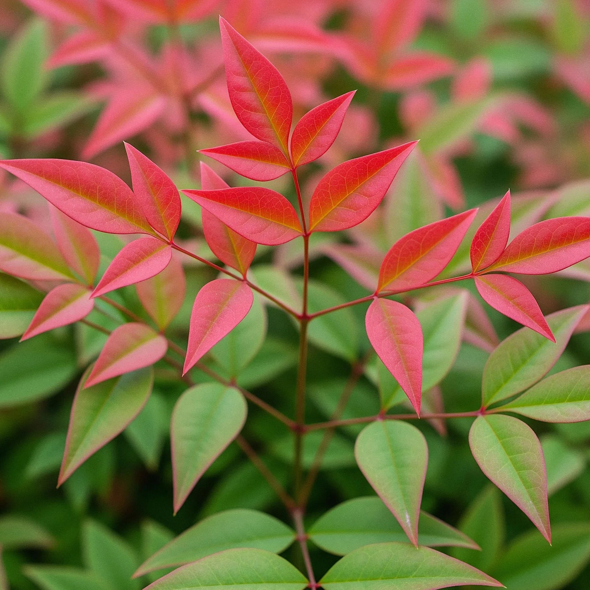 Nandina Obsessed Plante de jardin Persistante Pot 17cm Hauteur 45cm