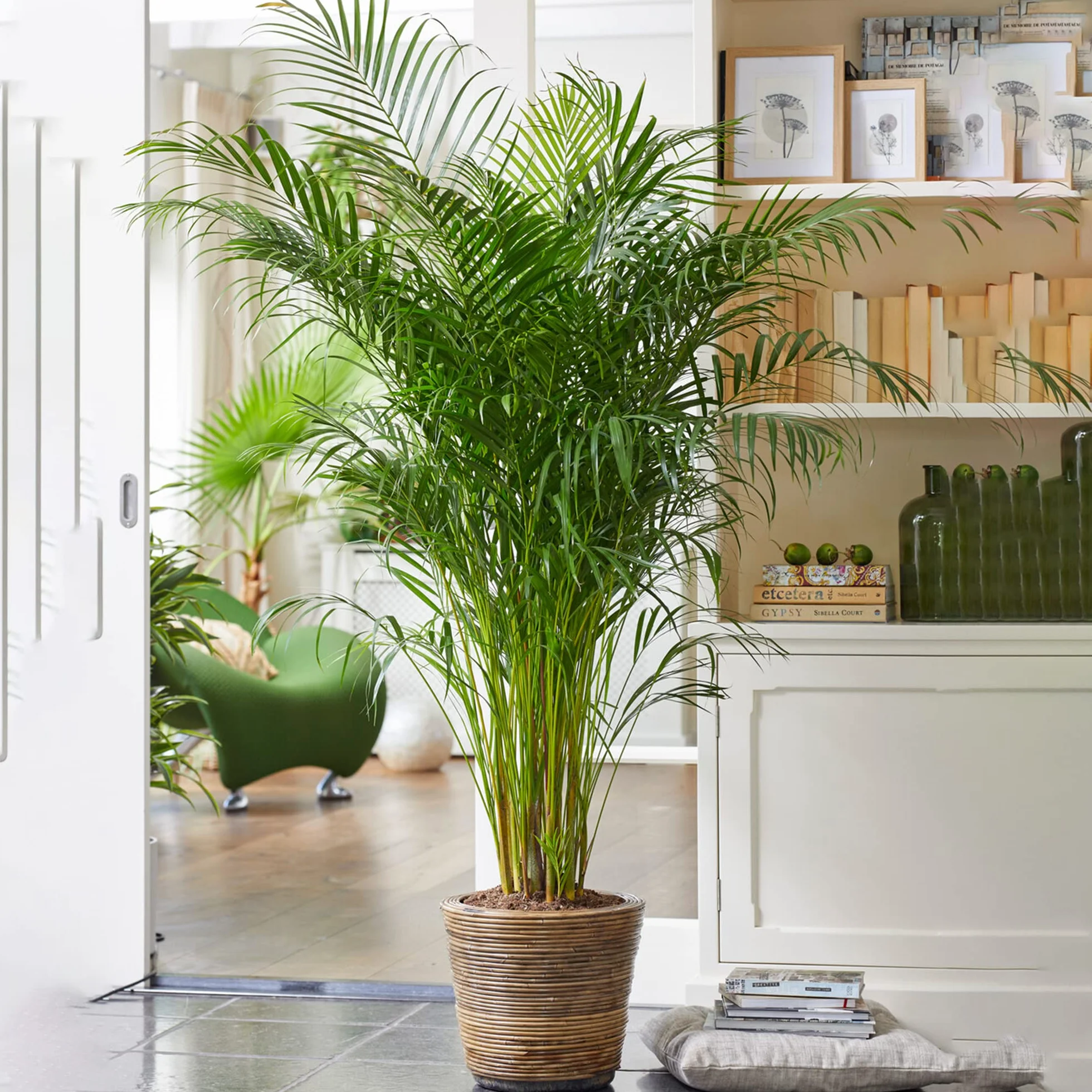 Areca Palme (palmier à fruits dorés) Plantes d'intérieur plantes avec pot 100-120 cm