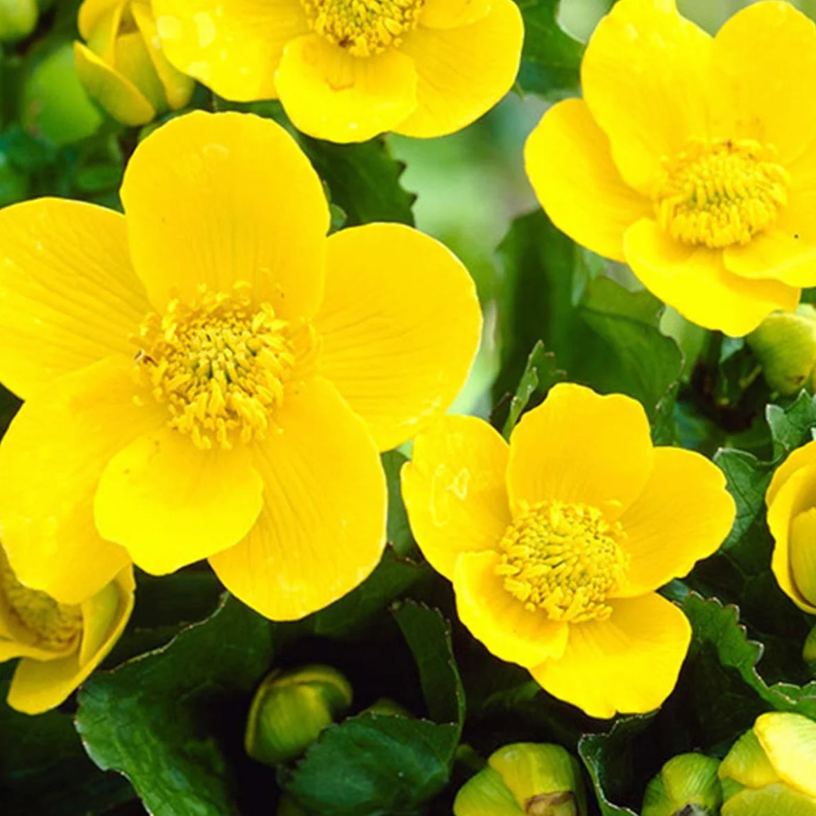 Caltha Palustris Populage des marais Plantes de bassin Rustique 15-25 cm Pot 9 cm