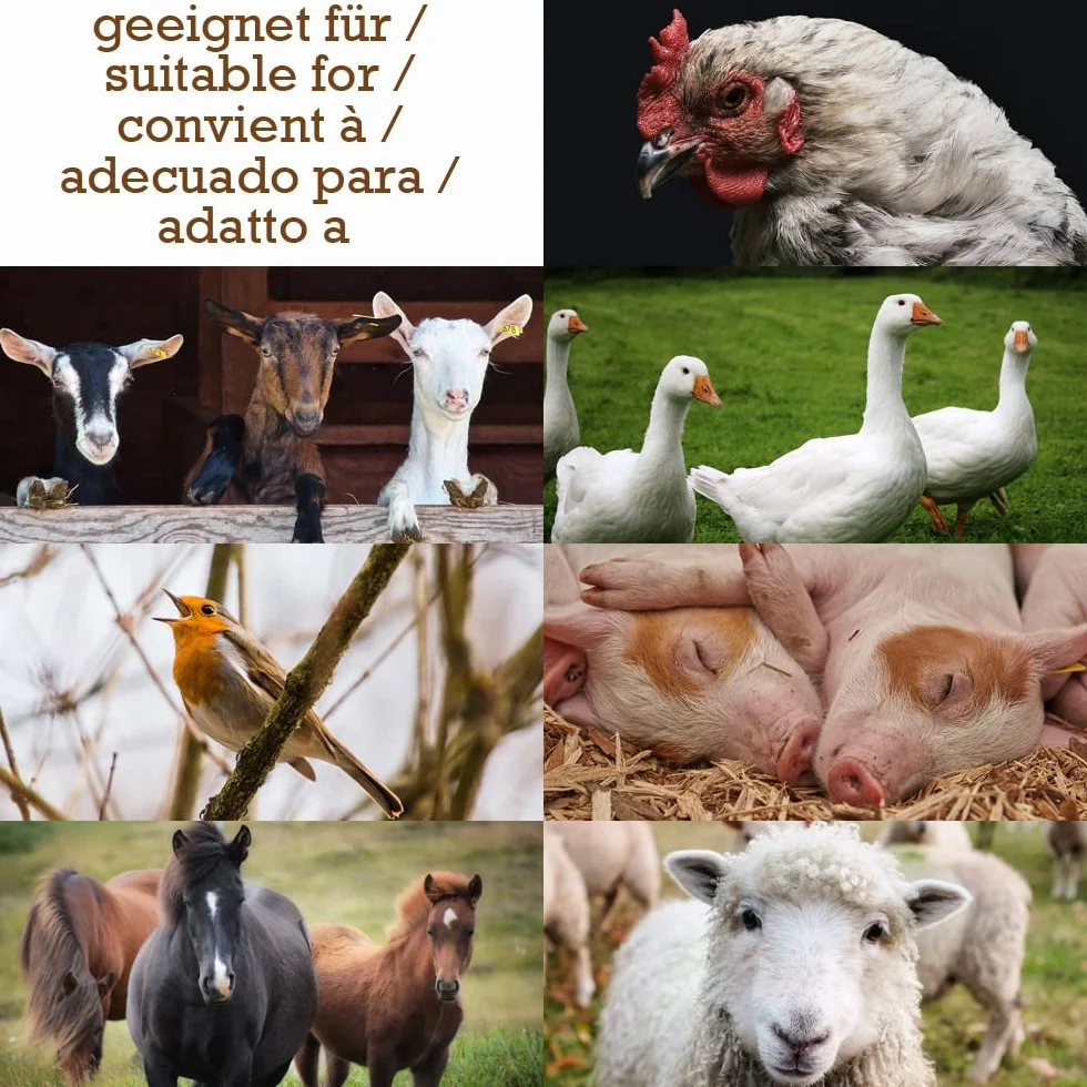 Graines de Lin Naturelles Coussins Chauffants 15 kg Additif Alimentaire pour Chevaux Oiseaux Poultry