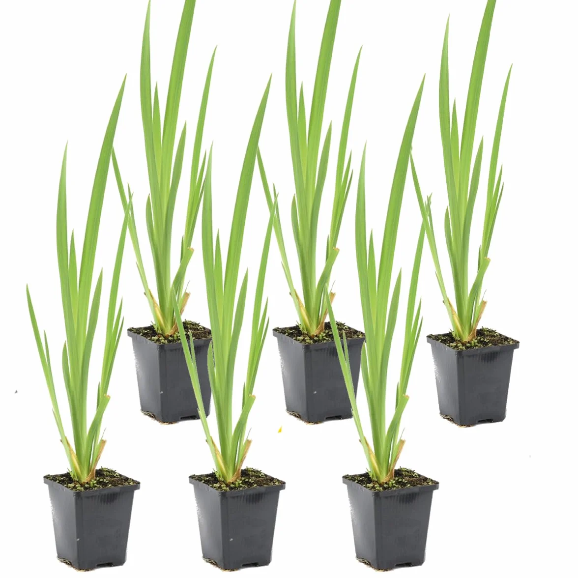 Bloomique Lot de 6 Iris Pseudacorus Iris jaune Plantes de bassin aquatiques Rustique Hauteur 20-30 cm Pot 9 cm