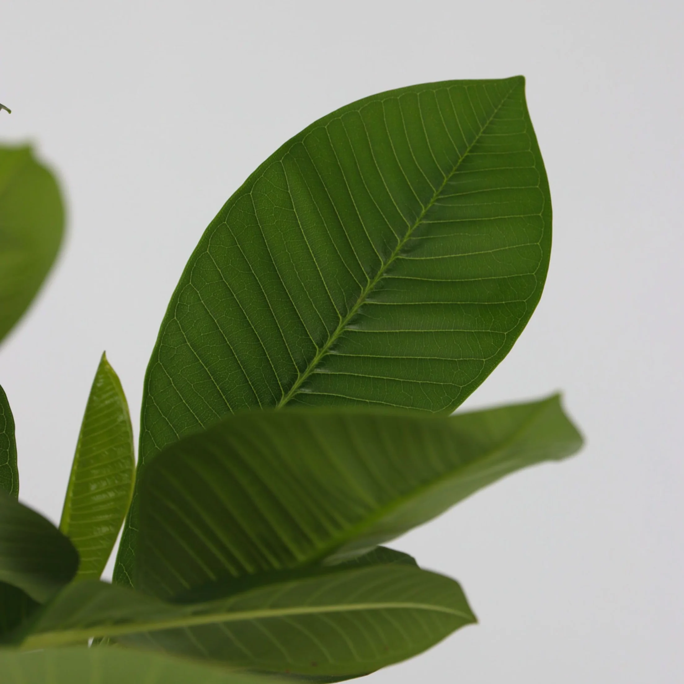 Plant in a Box Plumeria Frangipani Hawaii Frangipanier plante exotiques Pot 17cm Hauteur 45-55cm