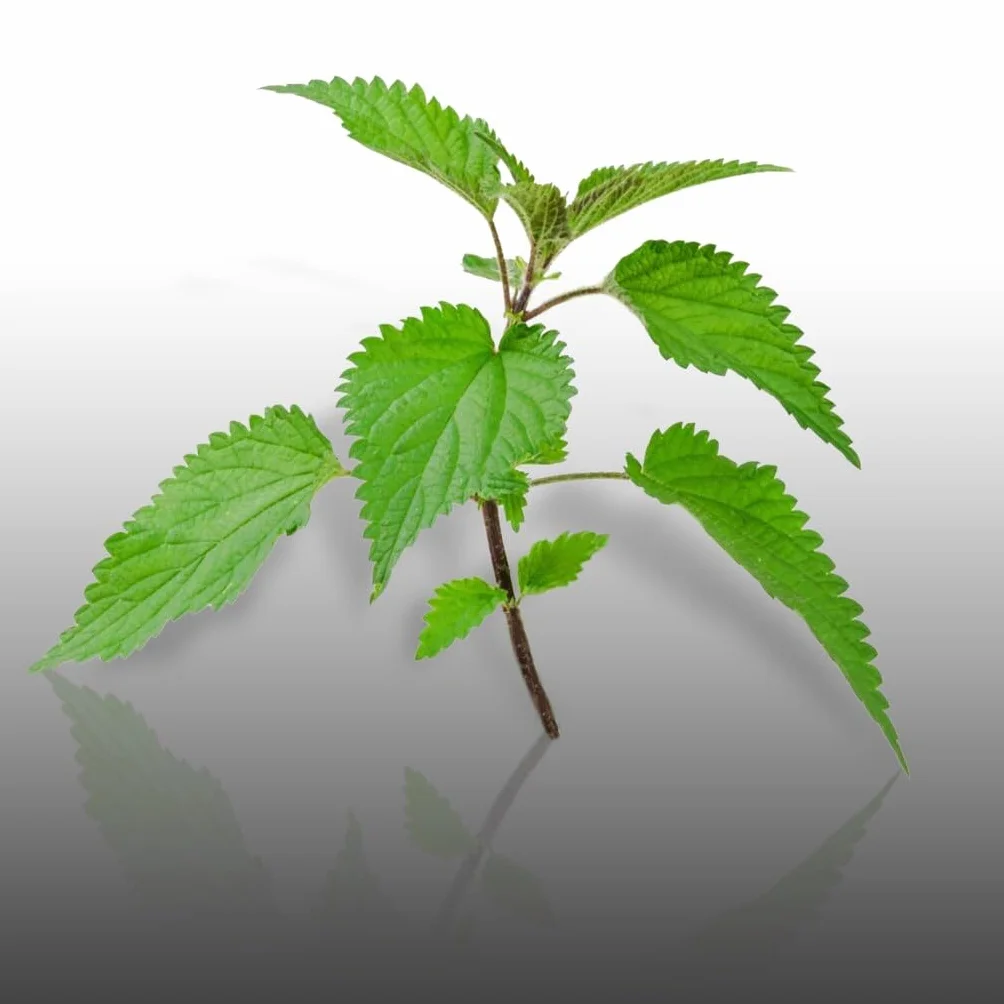 Le Grenier d'Abondance ORTIE Urtica Dioica - 500 graines à semer