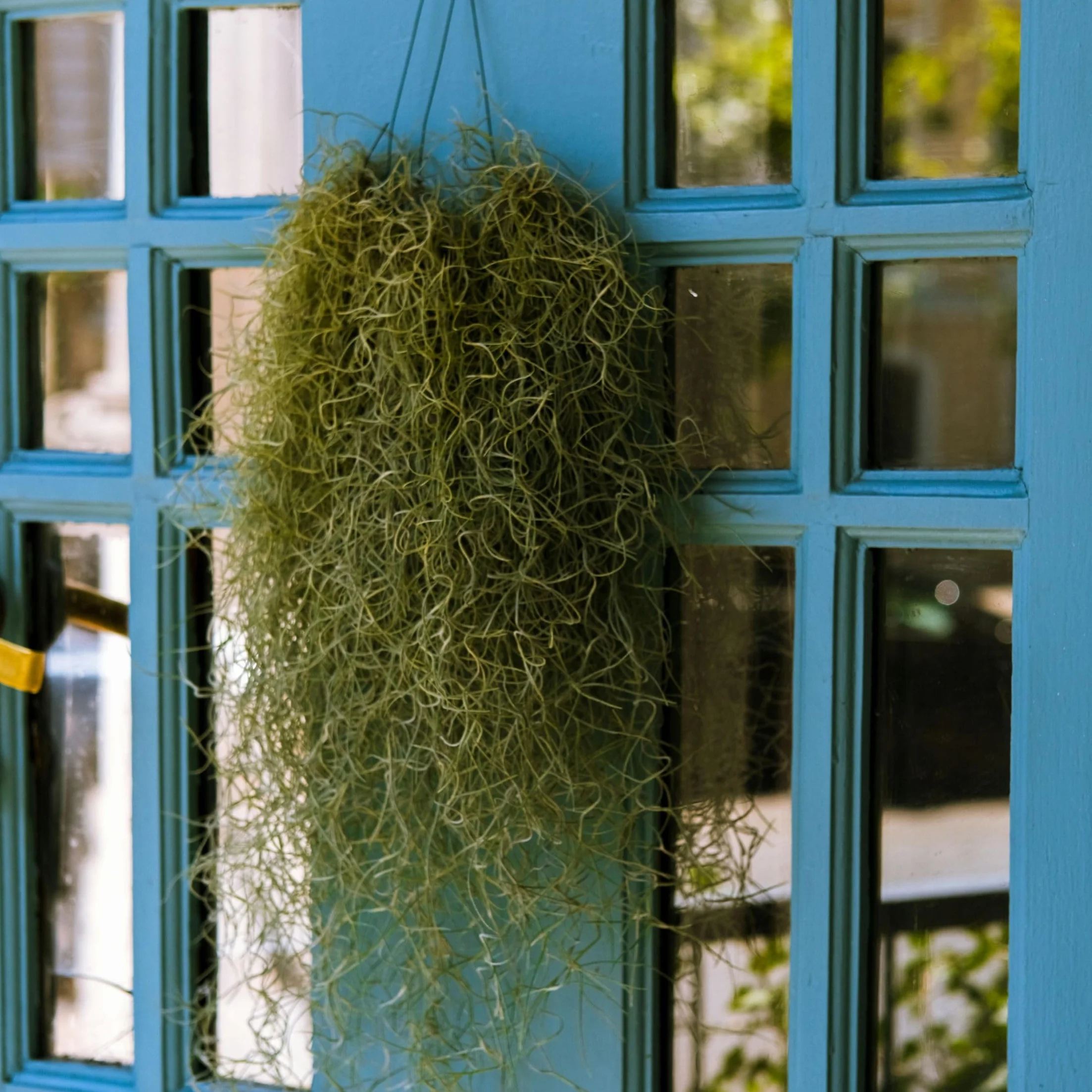 Tillandsia Usneoides 'Mousse espagnole' - Set de 3 - Plante d'ambiance d'intérieur - Hauteur 25-40cm