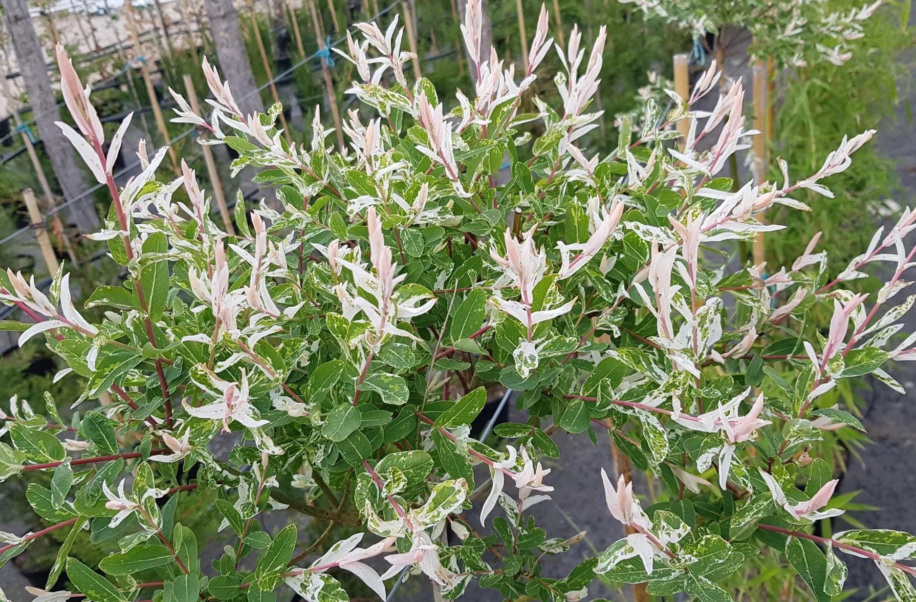Salix integra 'Hakuro-Nishiki' Saule crevette Conteneur 3-4 litres
