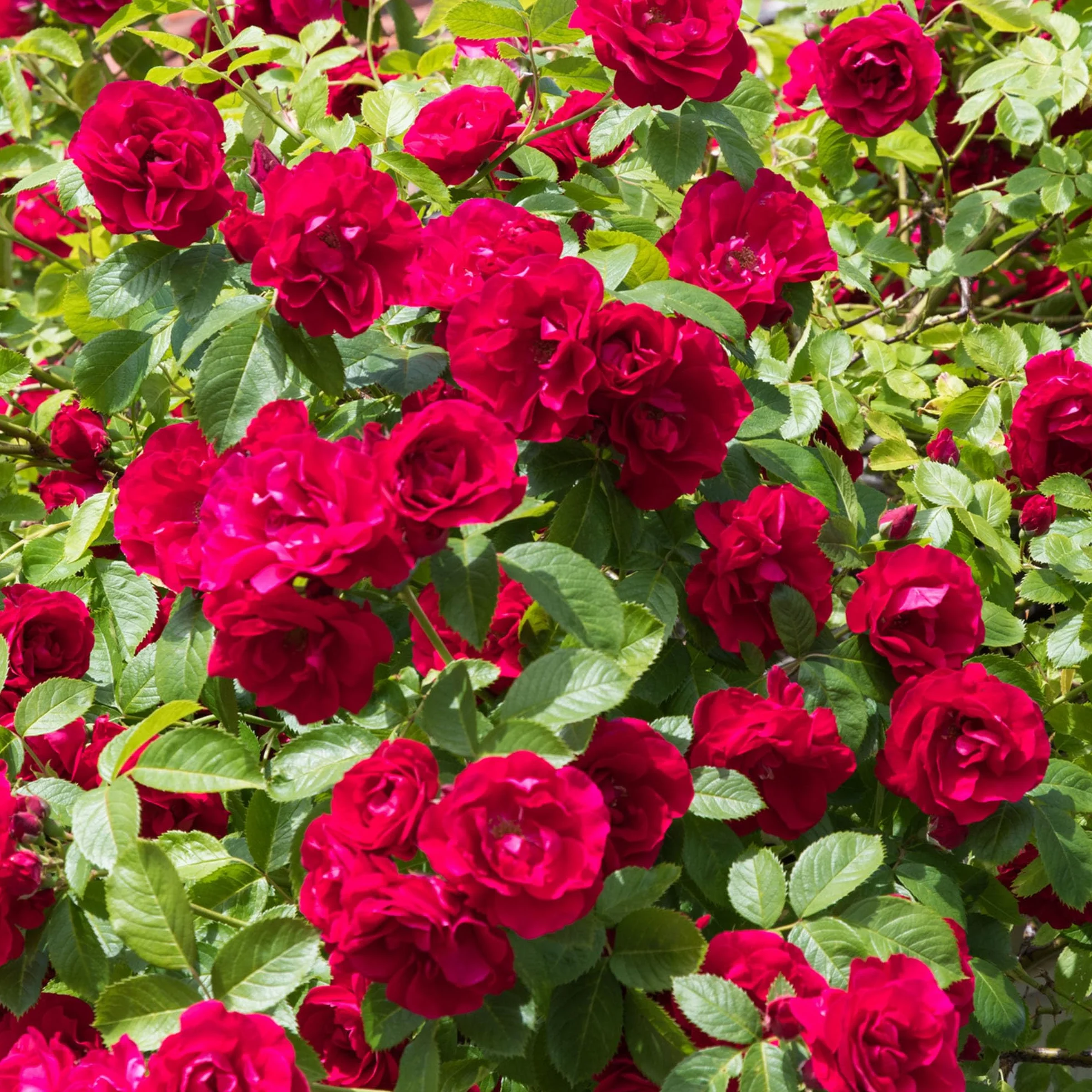 Rosier Rouge en pot | Rosiers de jardin haut de gamme fleurs colorées été