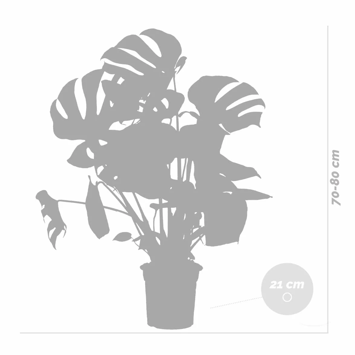 Monstera Deliciosa Plante d’intérieur Dépolluante Hauteur 70-80 cm Pot 21 cm